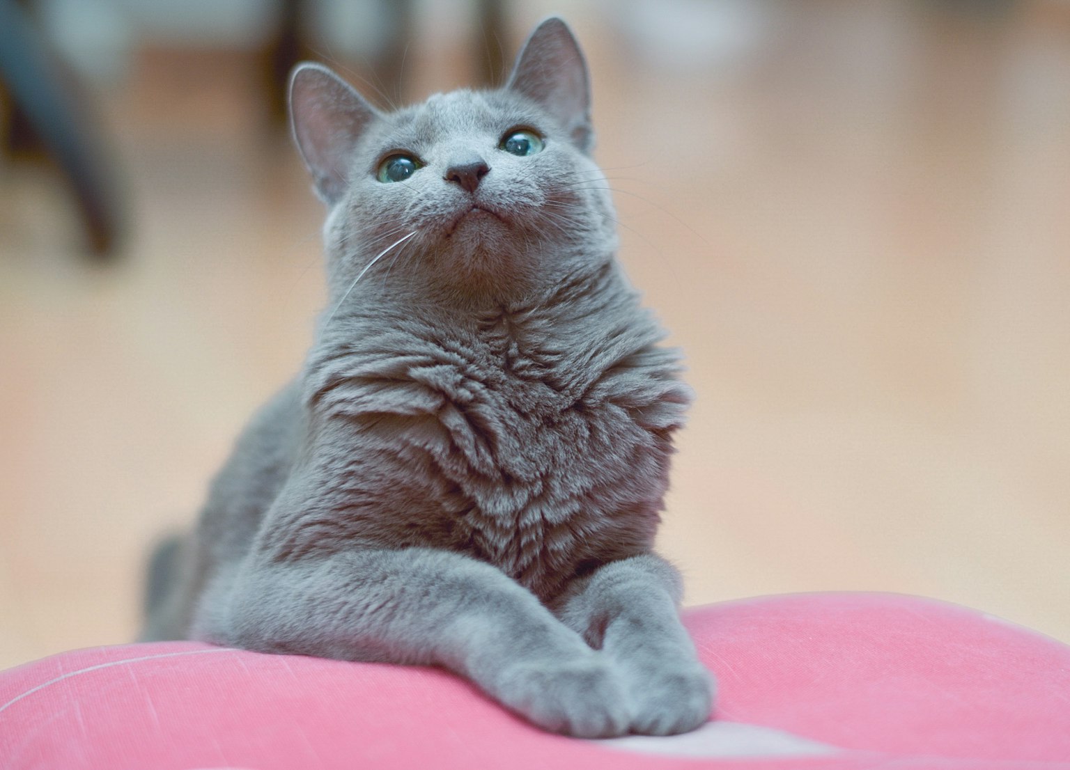 灰色猫咪仰望的特写