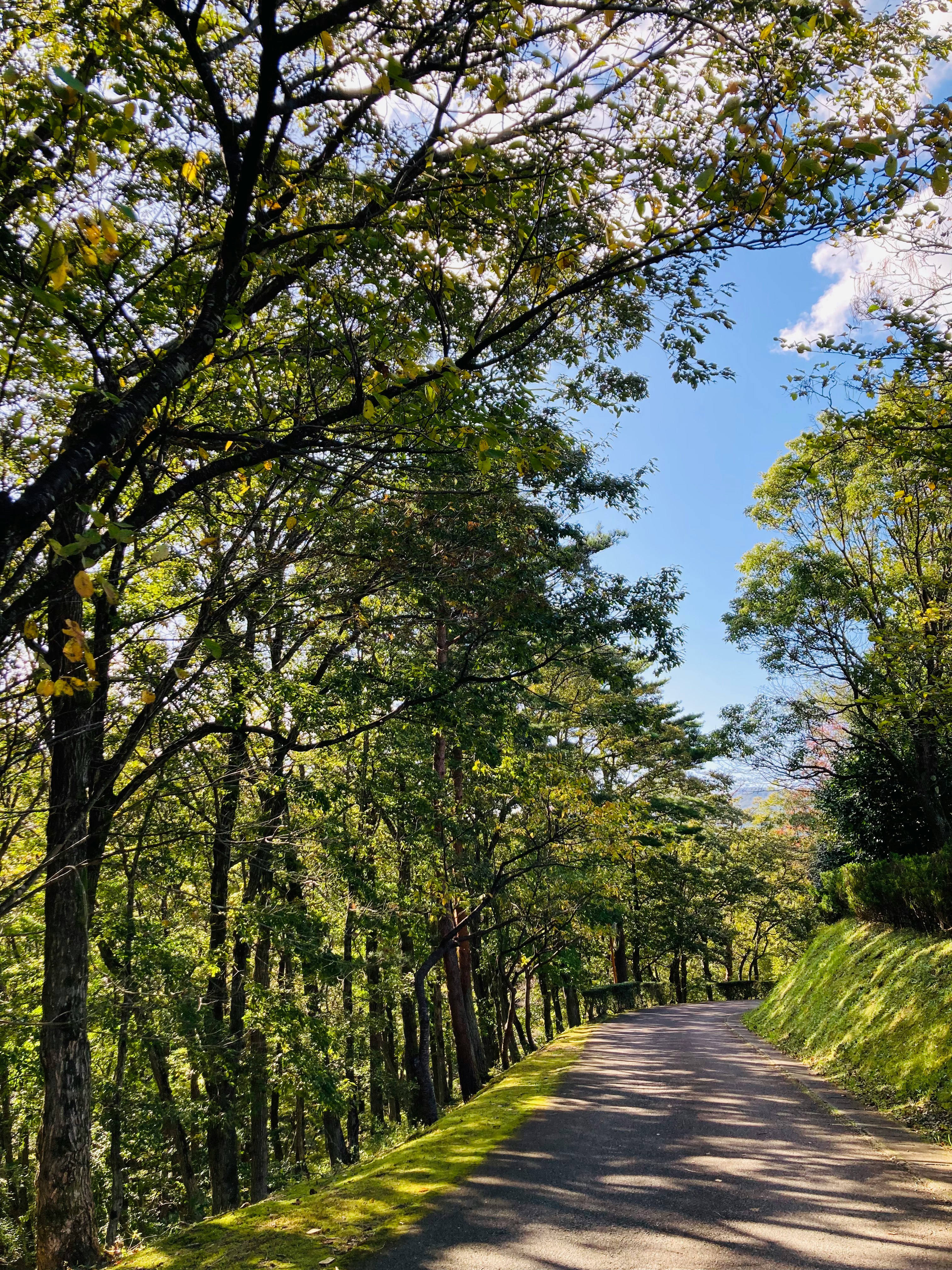 green forest path along a tree-lined road