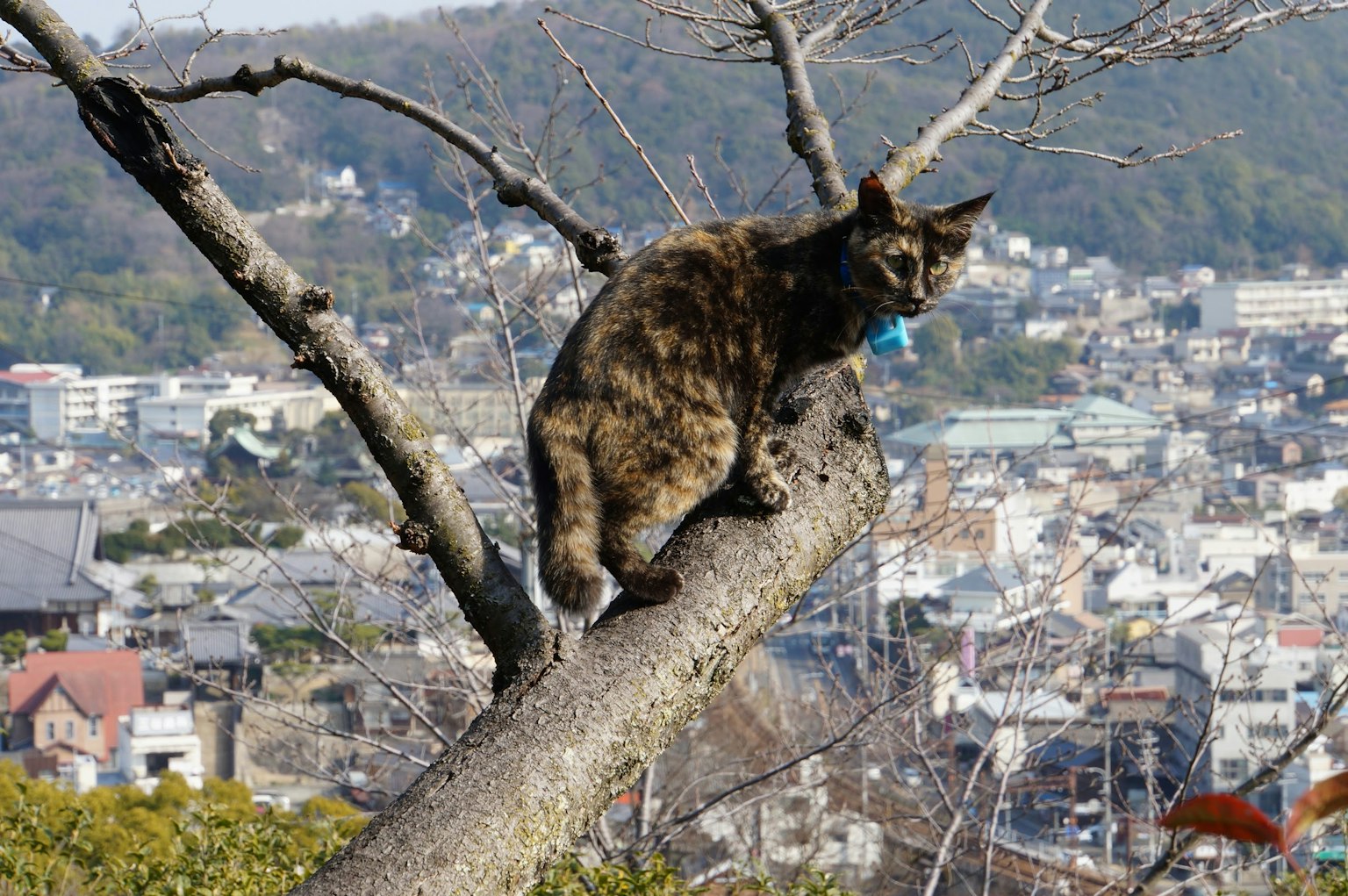 一只玳瑁猫坐在树枝上，背景是城市风景