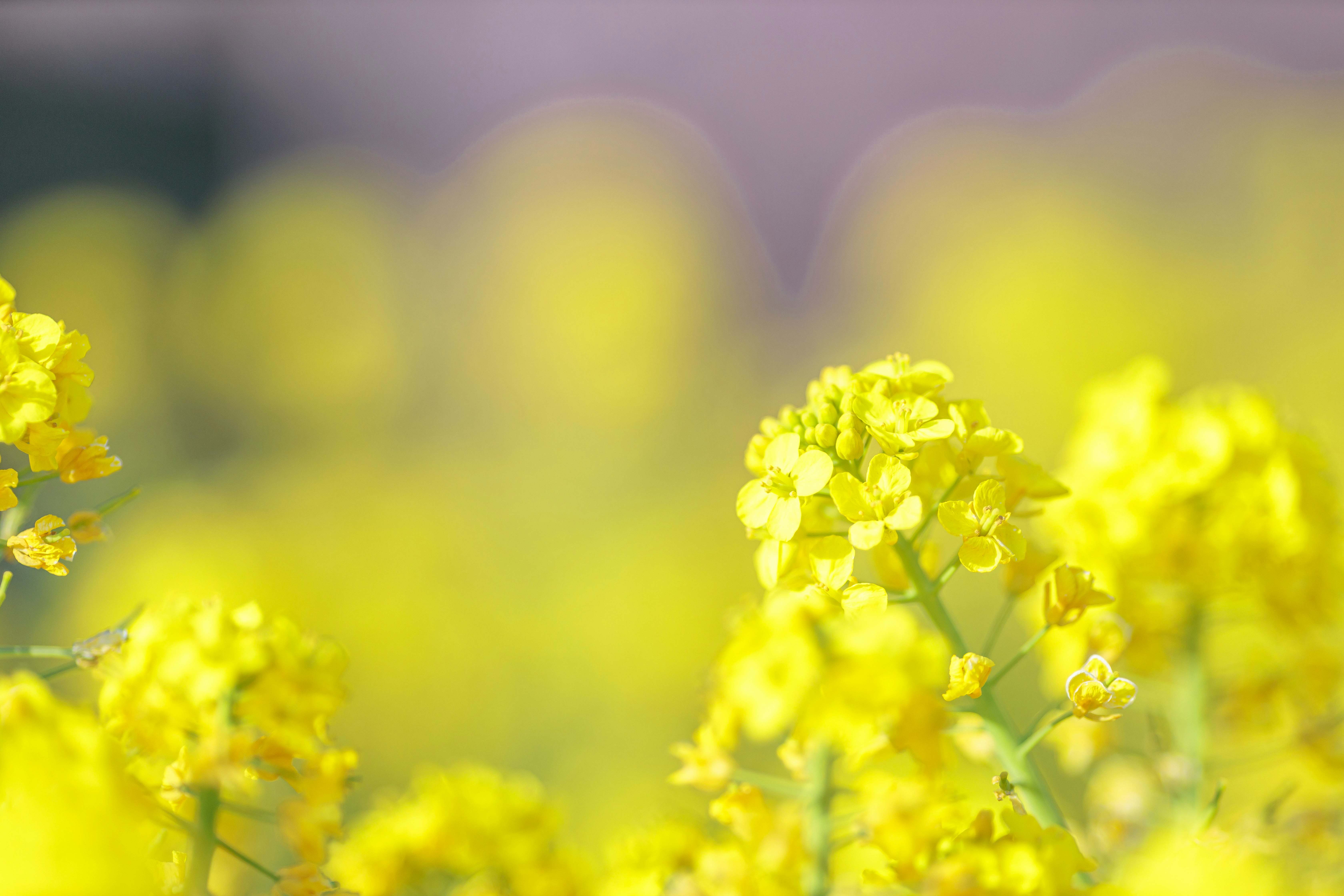 菜の花畑の黄色い花のボケ景色