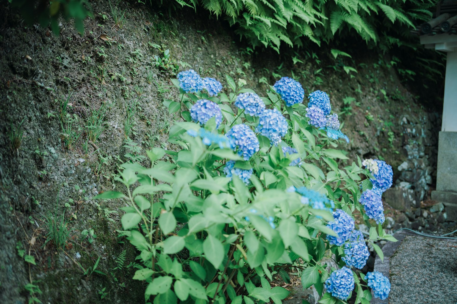 一株在土壤上生长的蓝色花朵植物