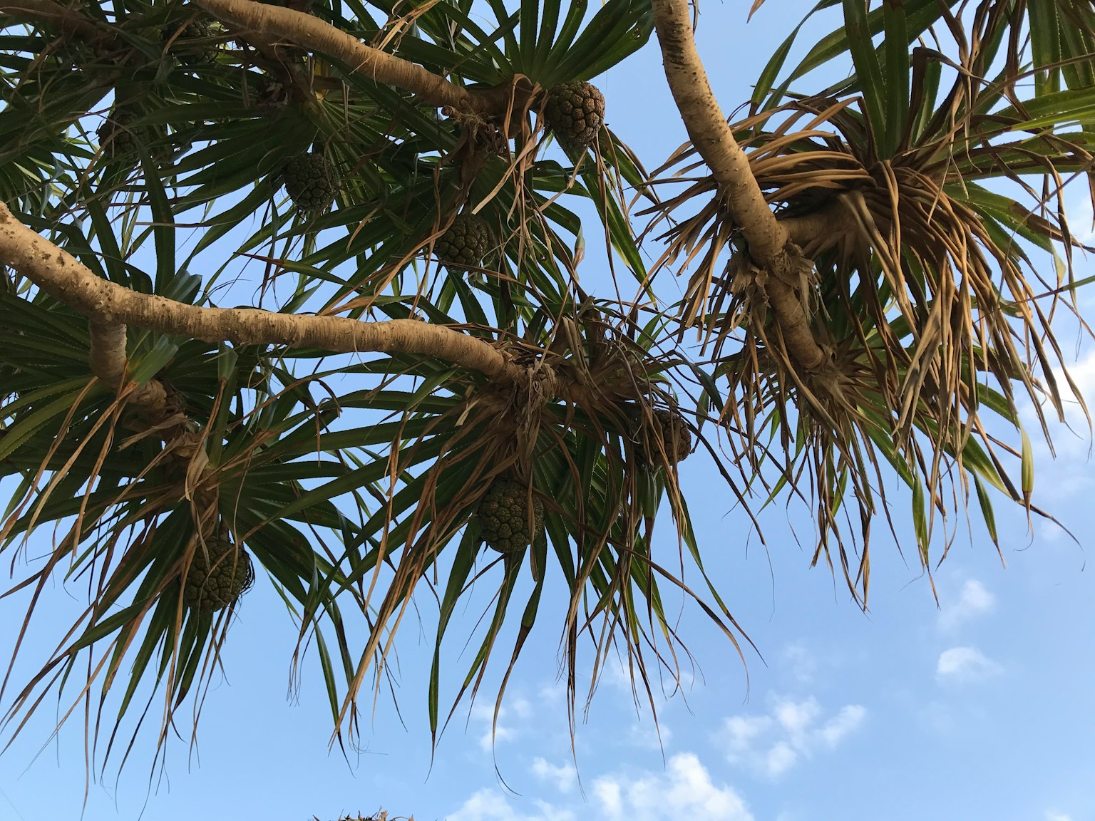 Feuilles et tiges de palmier sous un ciel bleu