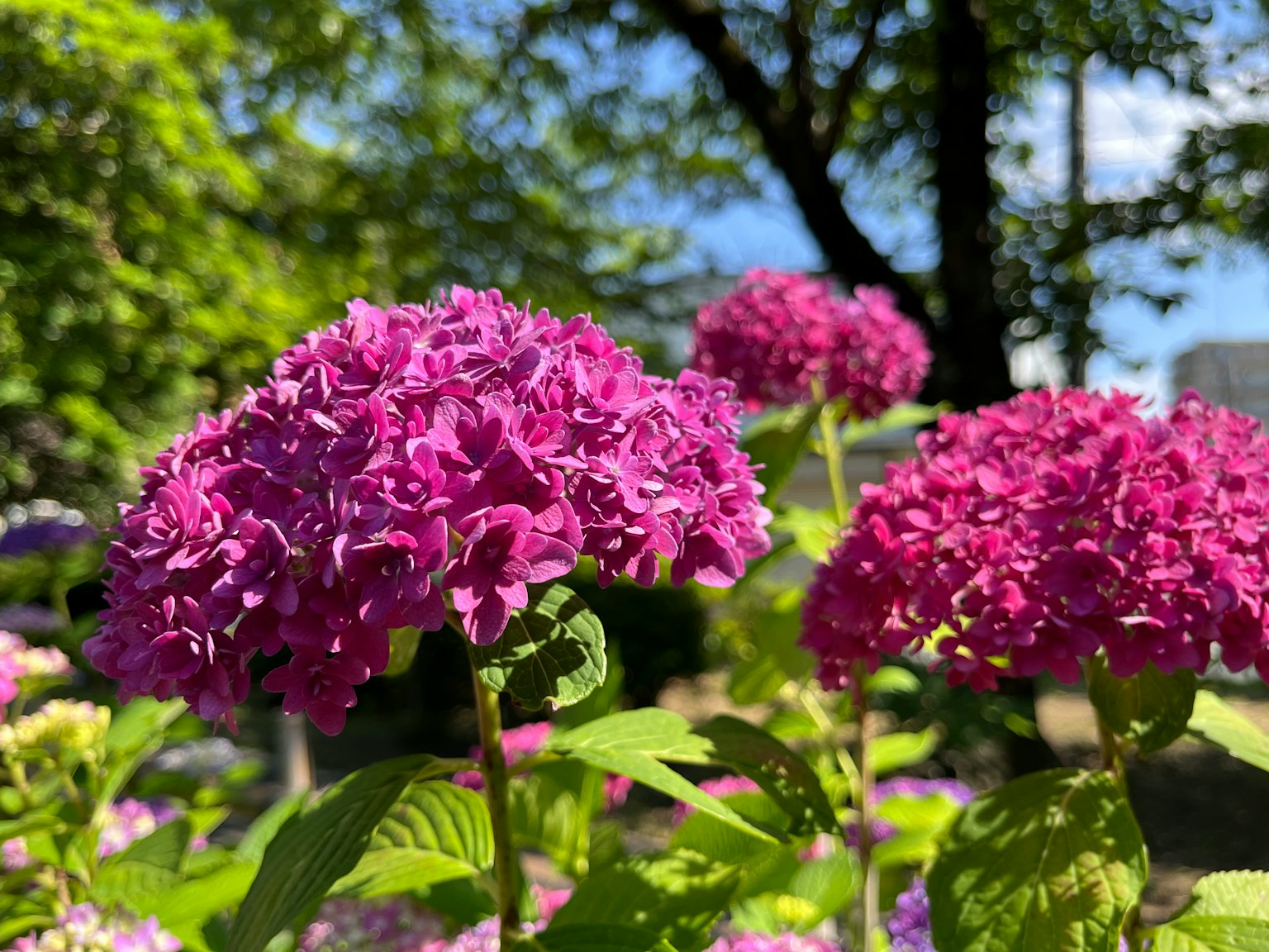 Lebendige lila Hortensienblüten blühen in einem Garten