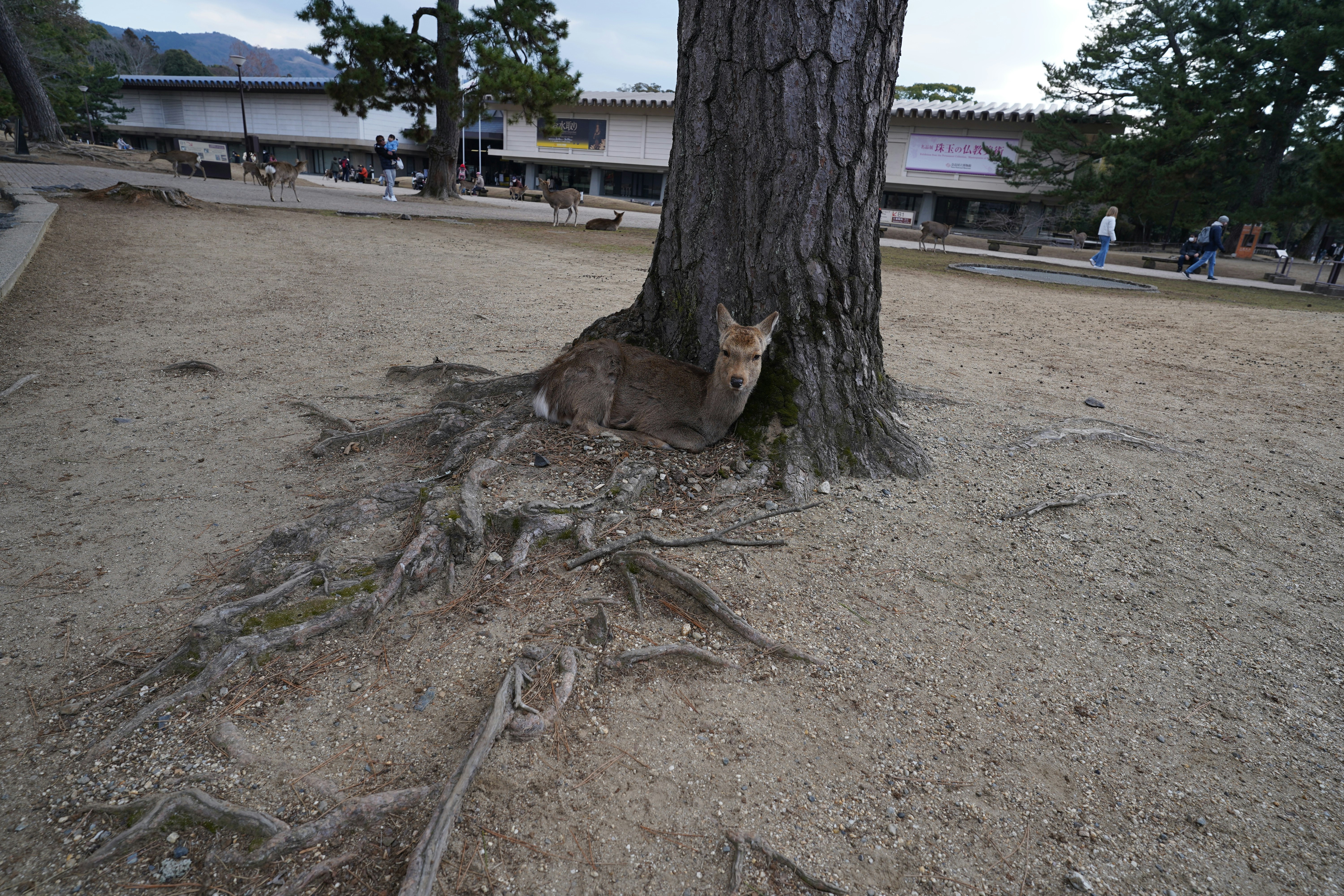 大樹樹幹基部的裸露根系與長滿苔蘚的土壤花園
