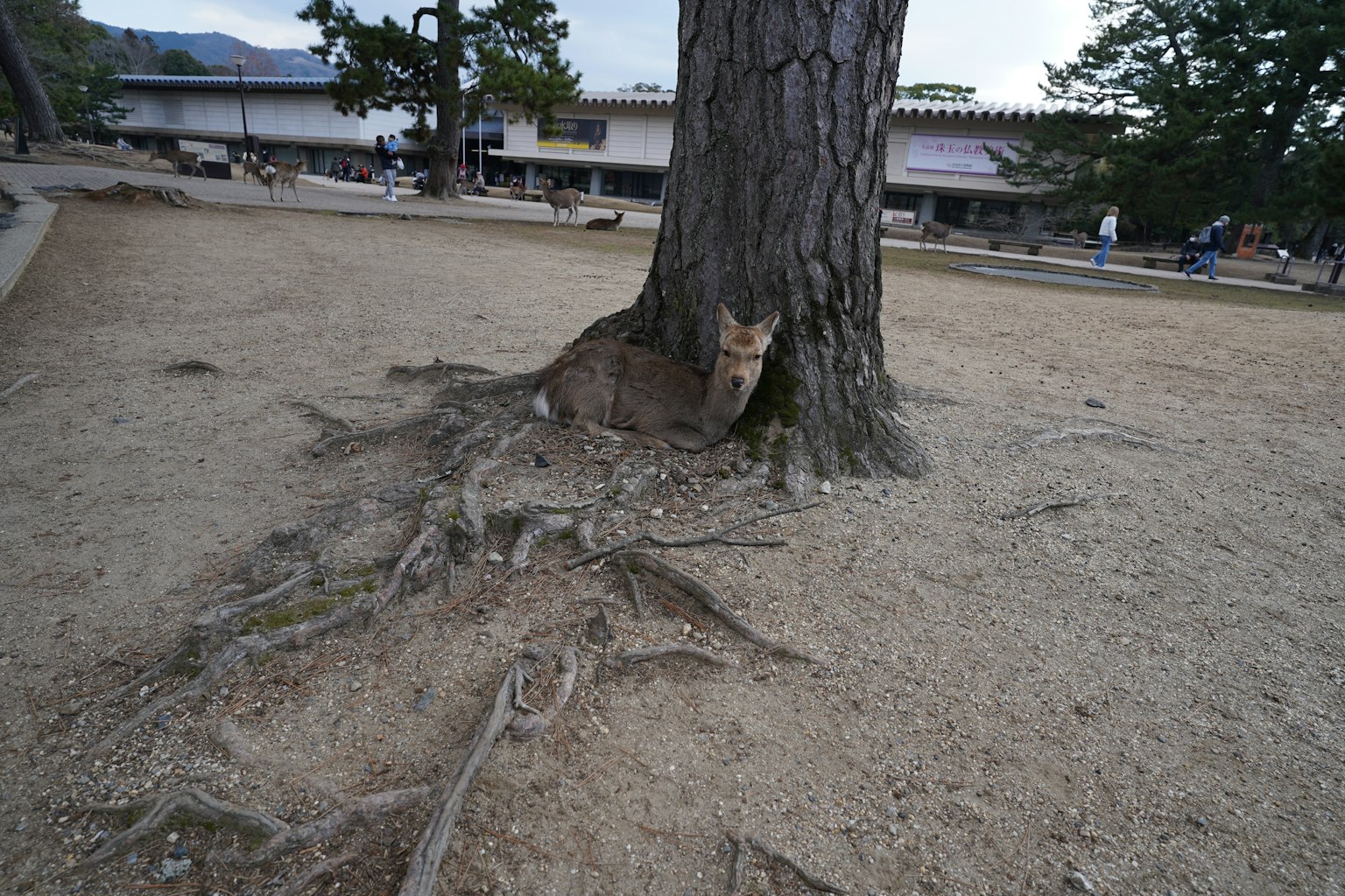 Cervo che riposa alla base di un grande albero