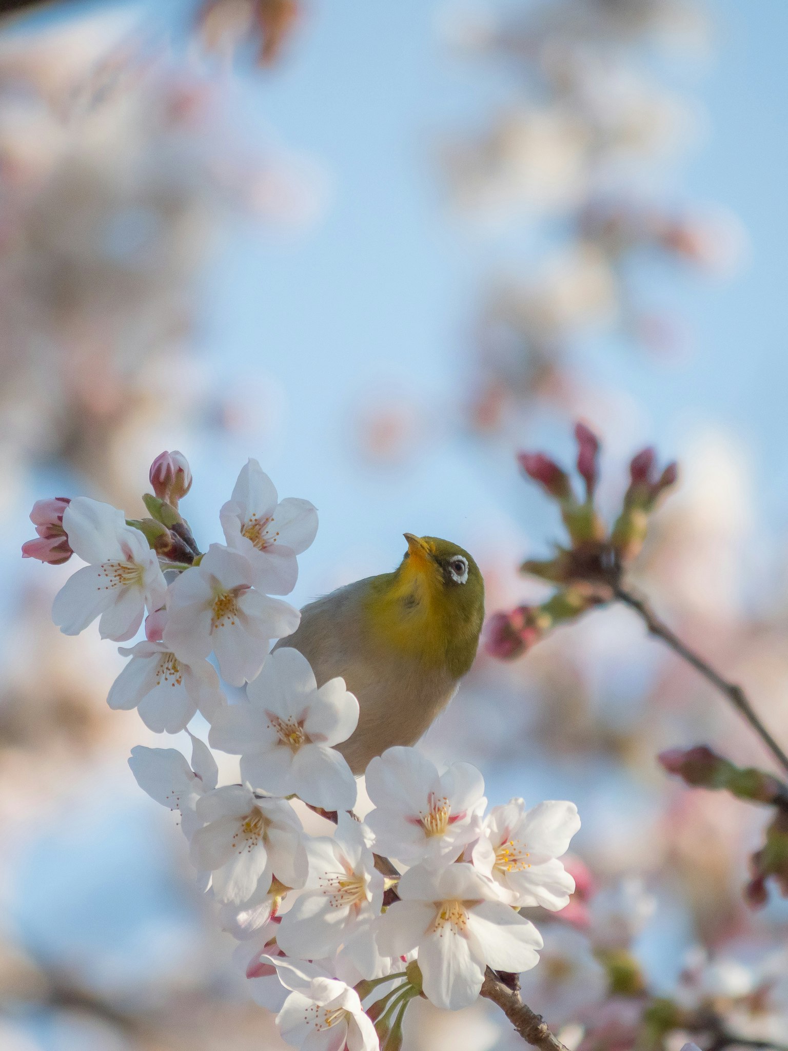 桜の花とメジロが寄り添う春の枝先