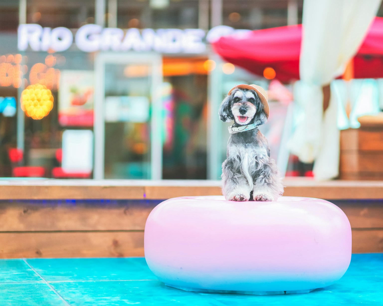 Anjing duduk di atas pelampung pink dengan papan Rio Grande di latar belakang