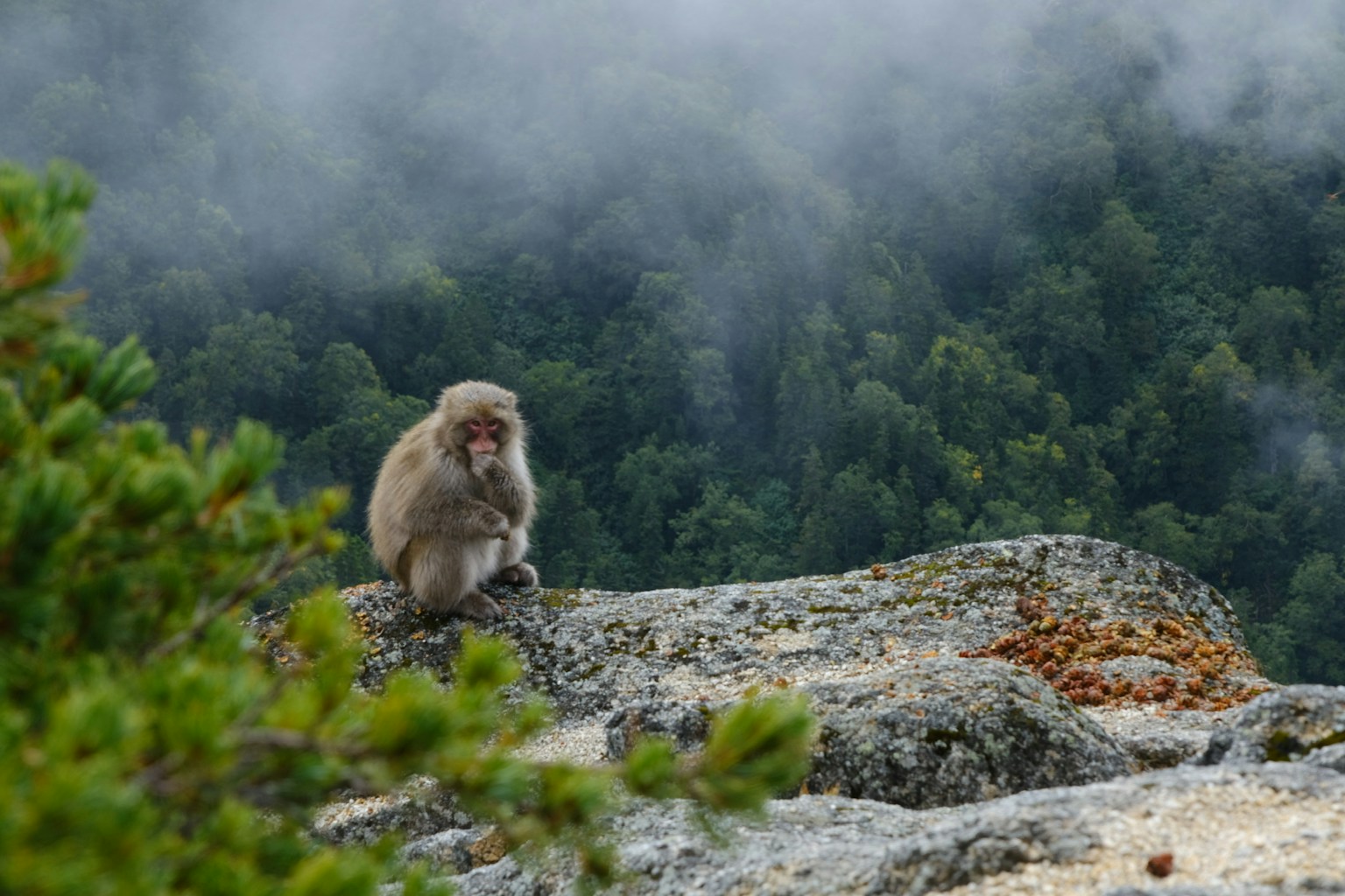 A monkey sitting on a rock with a misty forest in the background