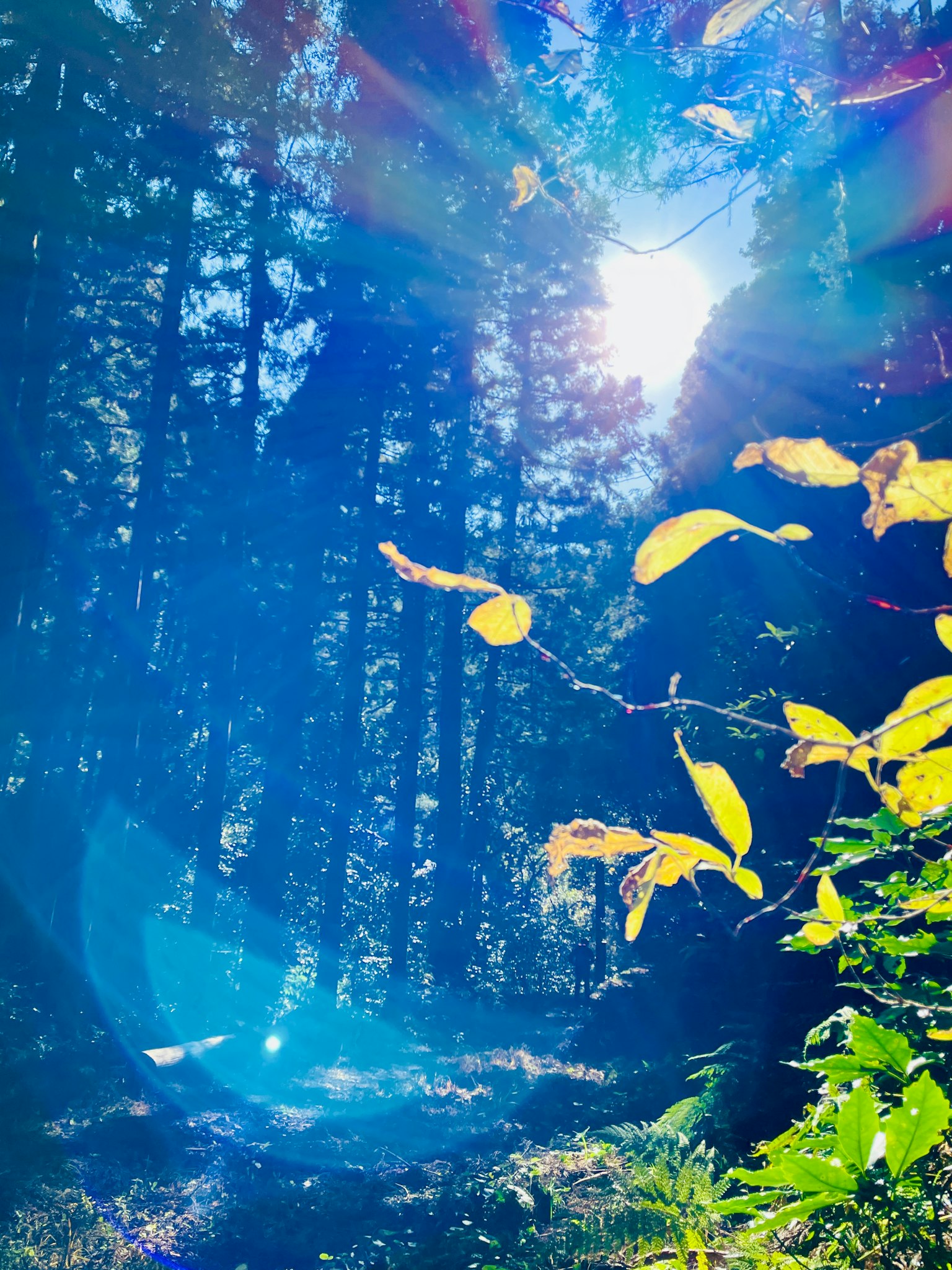 Une lumière du soleil brillante filtrant à travers une forêt avec des feuilles vertes et jaunes vibrantes