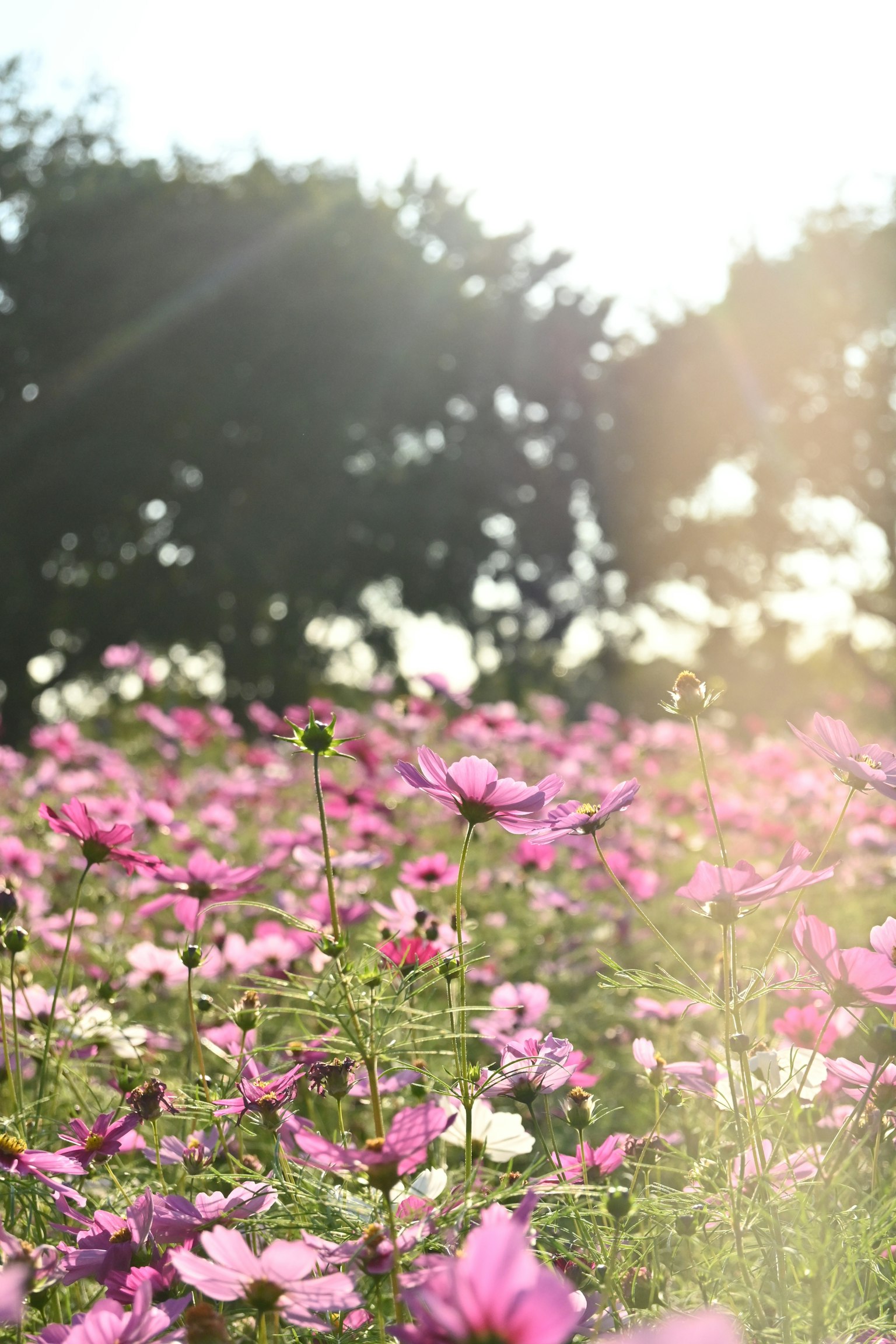 햇빛이 비추는 분홍색 코스모스 꽃밭과 배경의 나무들