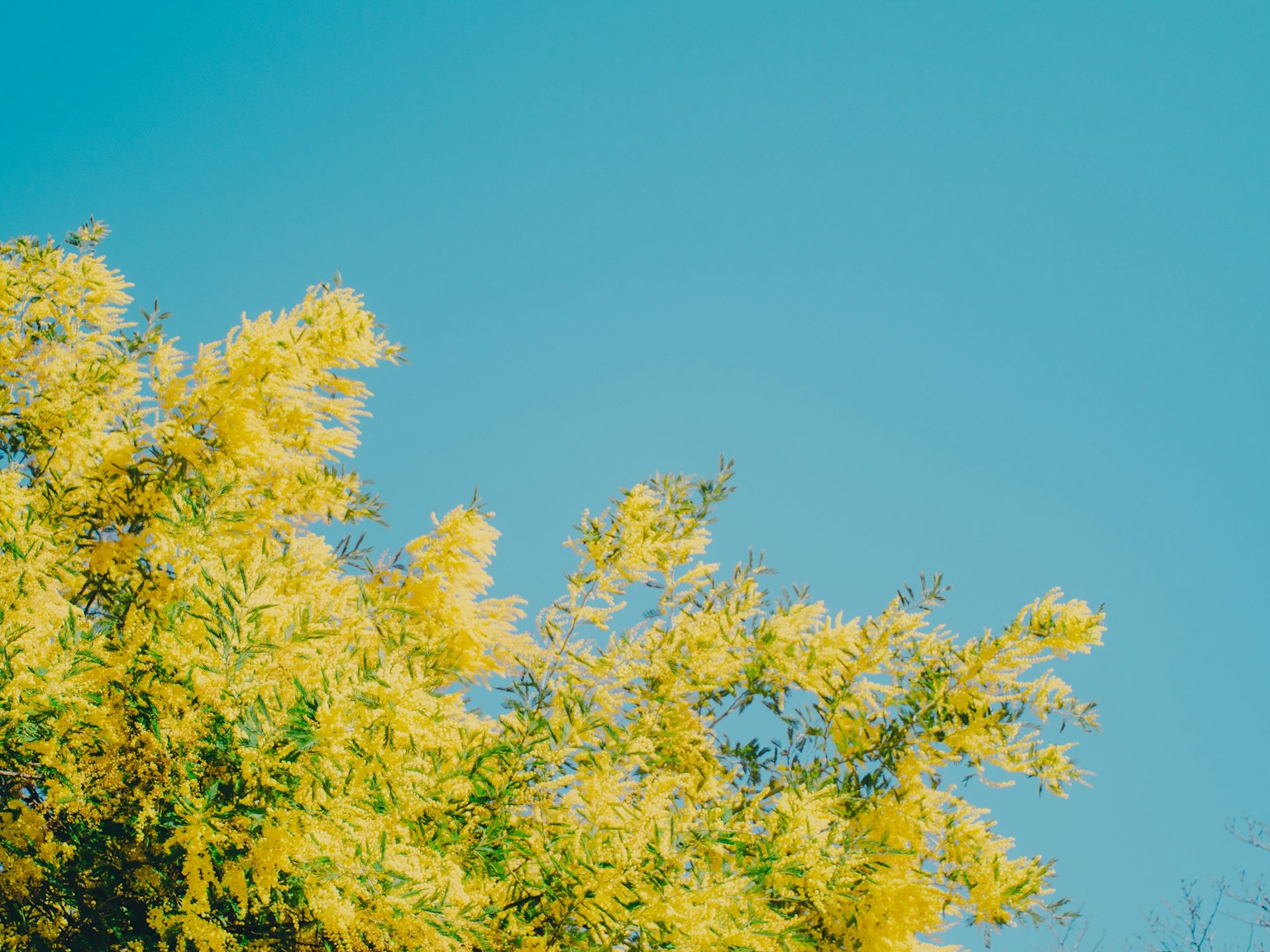 Rami di un albero fiorito giallo contro un cielo blu