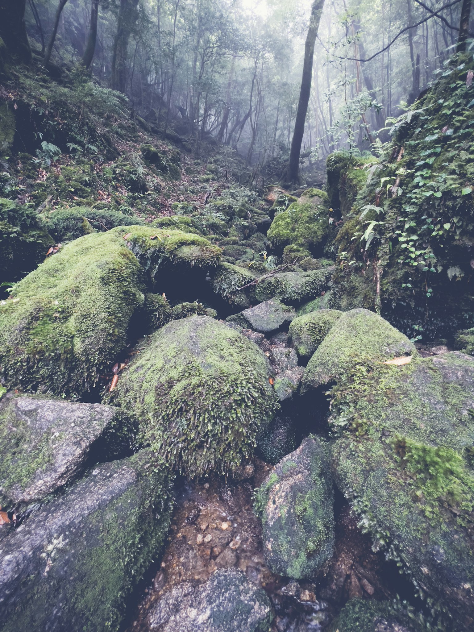 Eine neblige Waldszene mit moosbedeckten Felsen und Grünflächen
