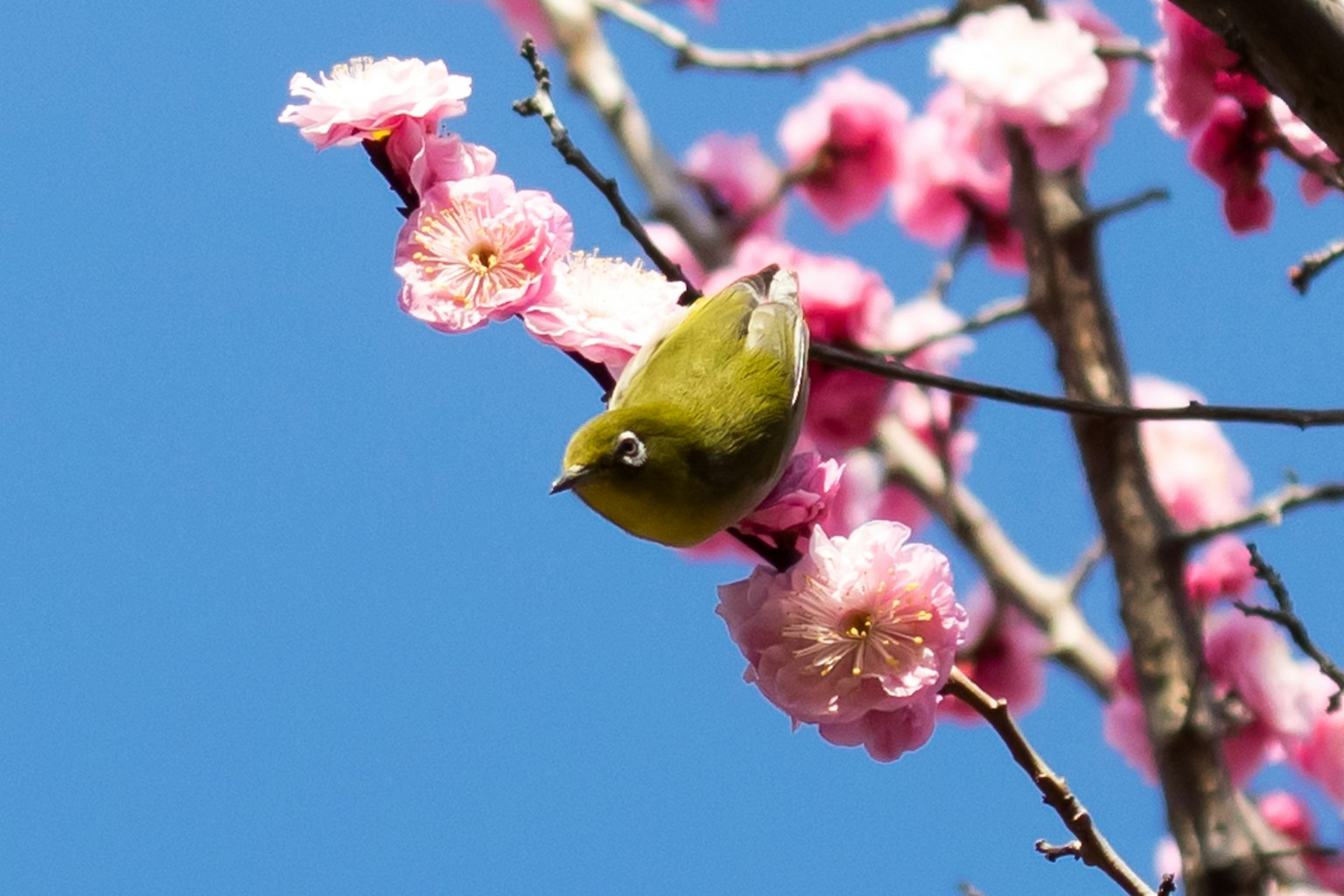 Un oiseau vert perché sur une branche de fleurs roses sous un ciel bleu