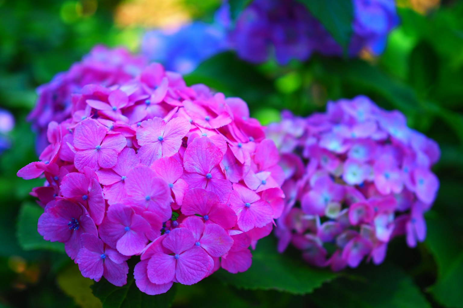 Flores de hortensia vibrantes en rosa y púrpura en plena floración