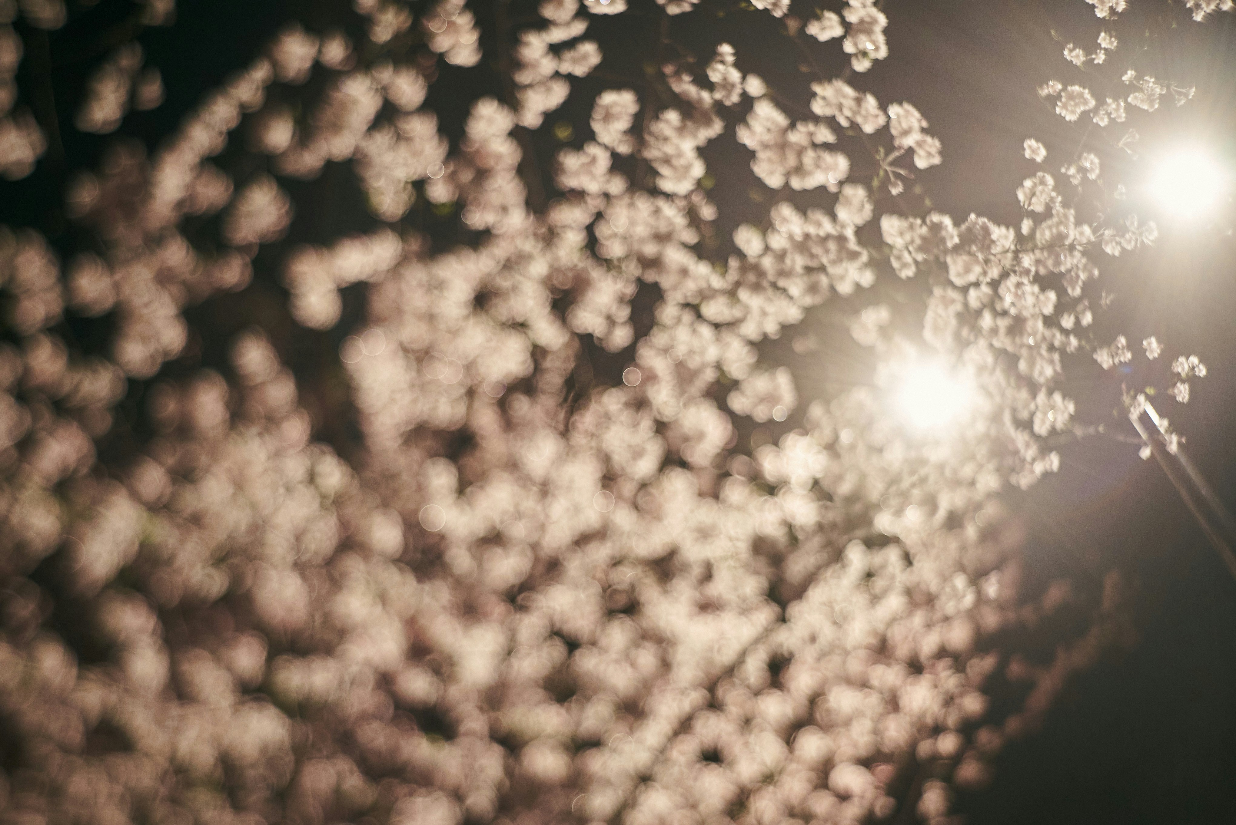 逆光の桜の花びらが舞うような枝先のクローズアップ