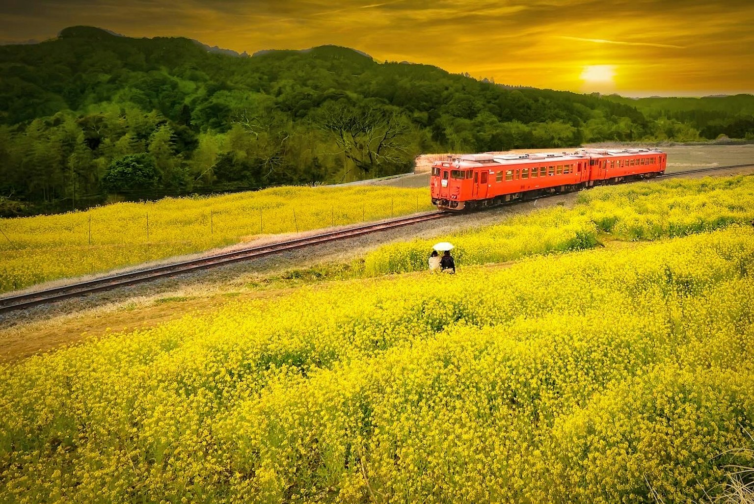 Ein roter Zug, der durch ein gelbes Blumenfeld bei Sonnenuntergang fährt