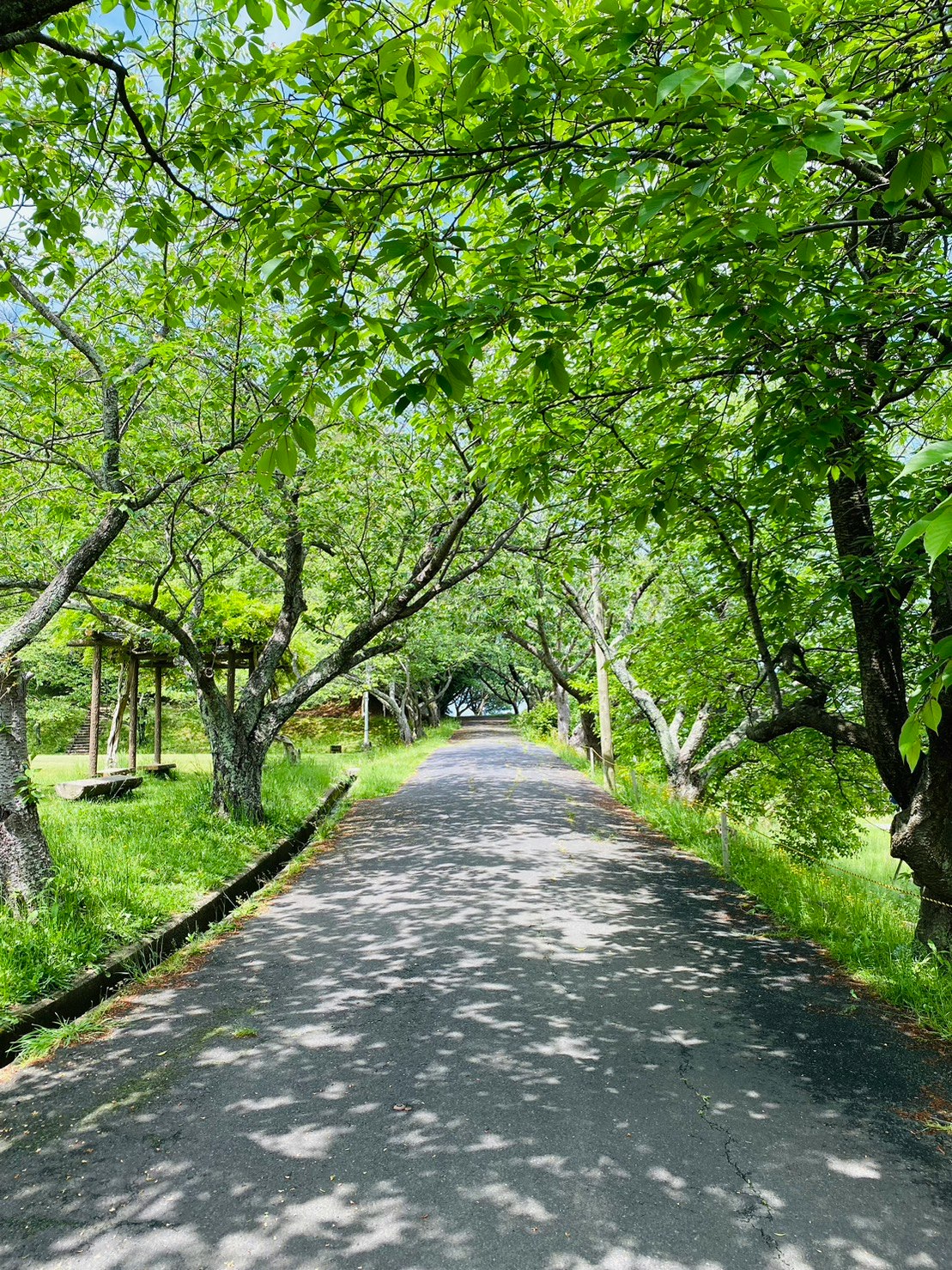 Eine ruhige Straße, umgeben von üppigen grünen Bäumen