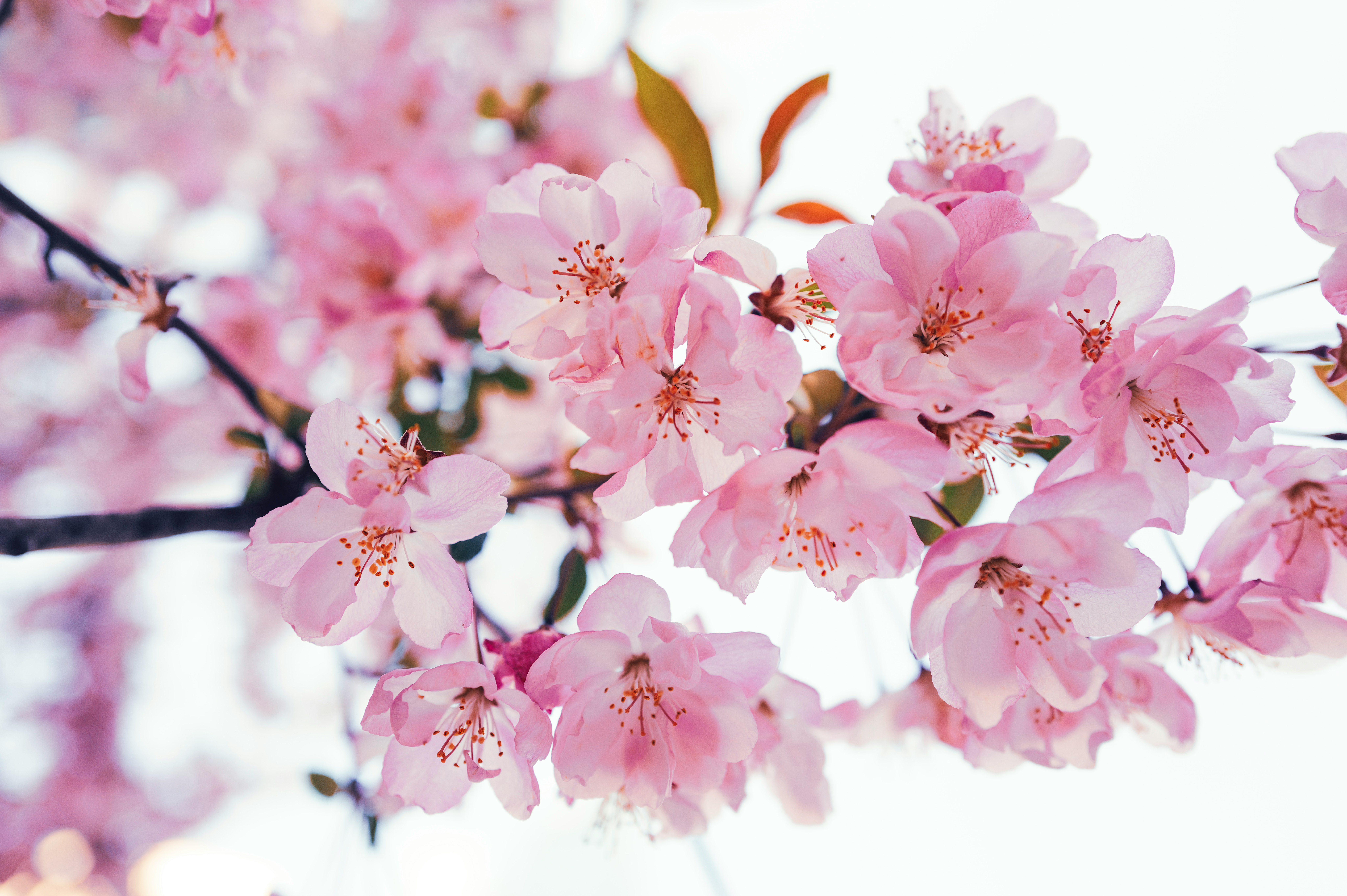 ピンクの桜の花が咲き誇る枝先のクローズアップ