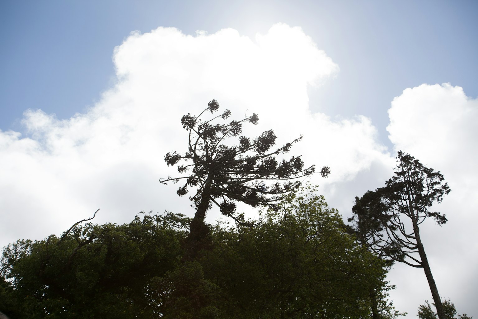 Silhouette of tall trees against a blue sky and clouds