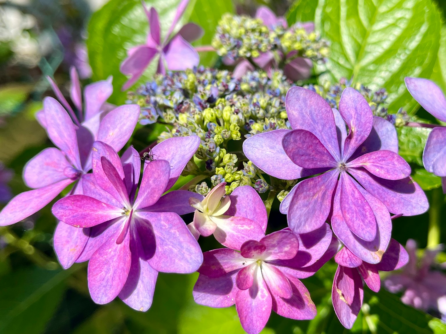 Photo en gros plan de fleurs d'hortensia violettes en fleurs