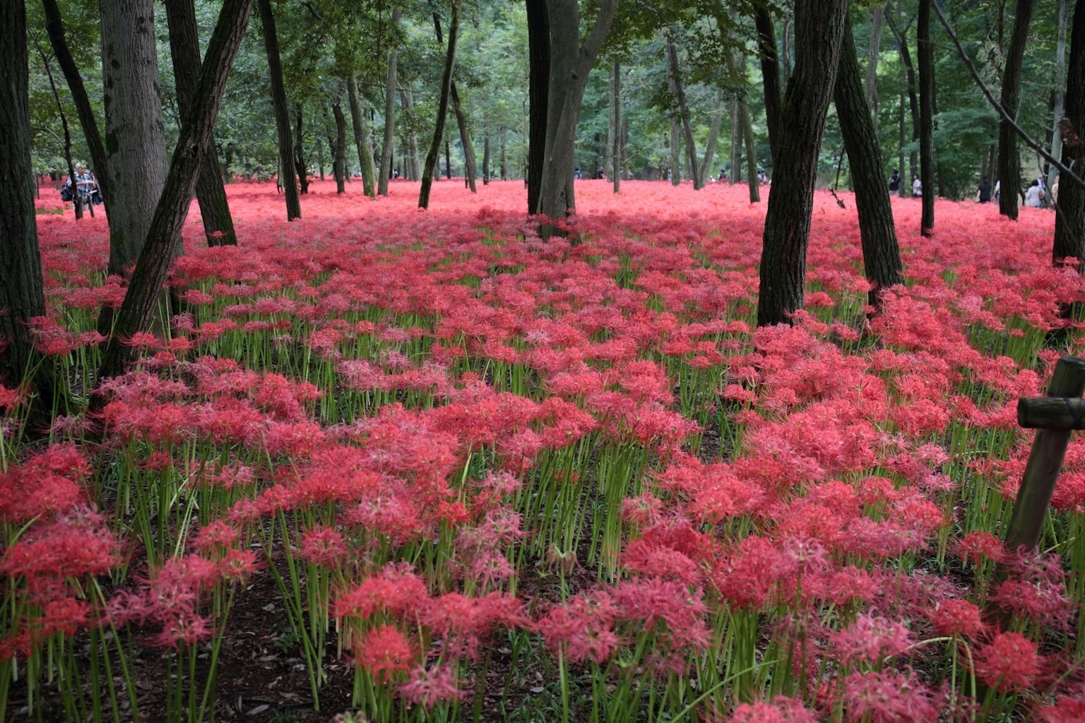 A forest landscape filled with blooming red flowers
