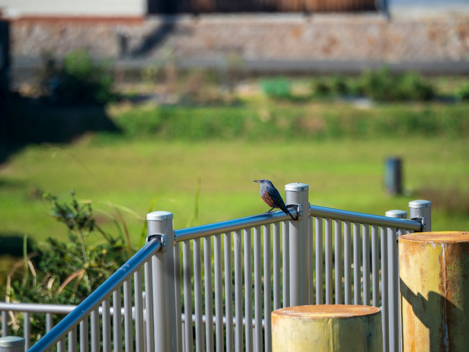 Un petit oiseau perché sur une rambarde en métal sous un ciel bleu avec un paysage verdoyant
