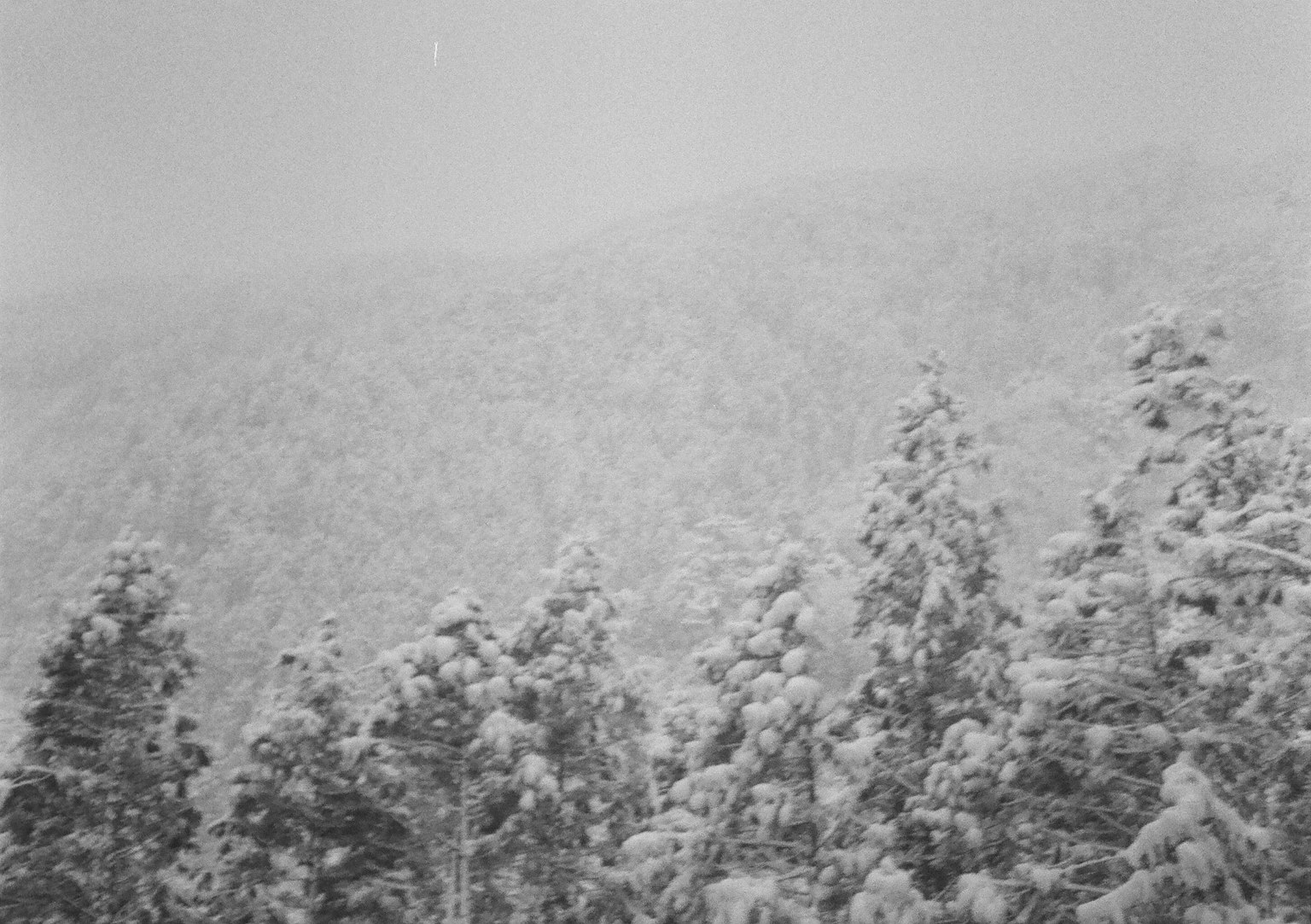 Paesaggio forestale e montano coperto di neve