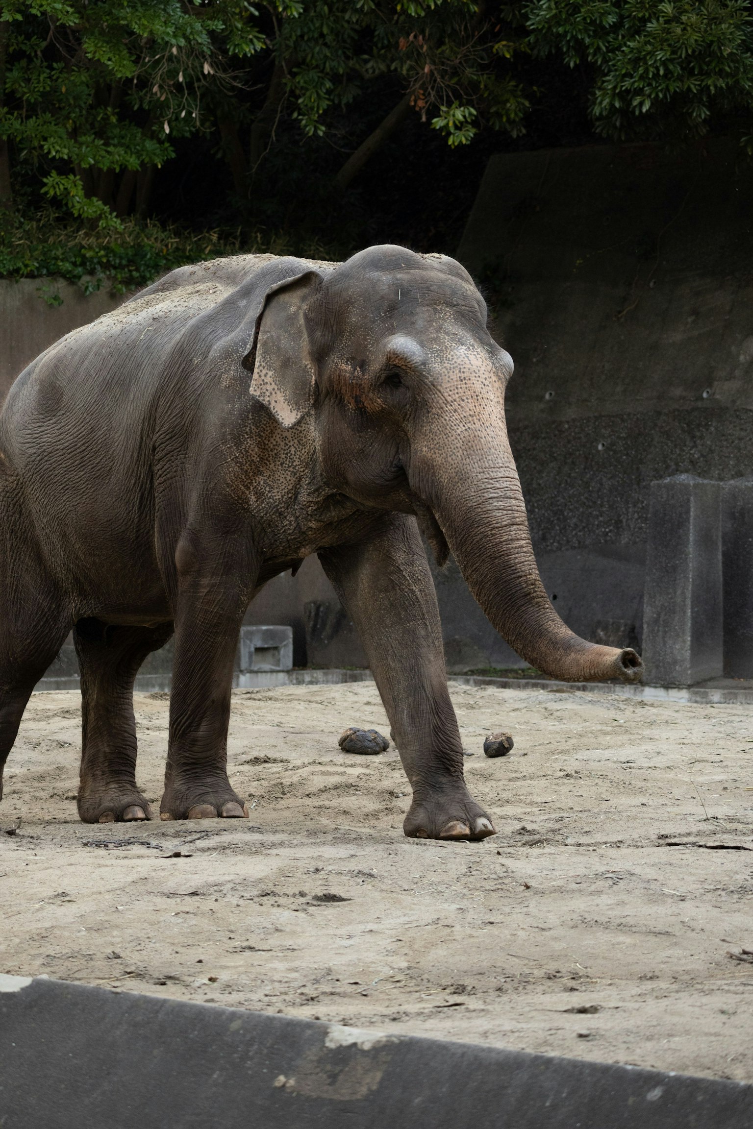 Acercamiento de un elefante asiático caminando en un zoológico
