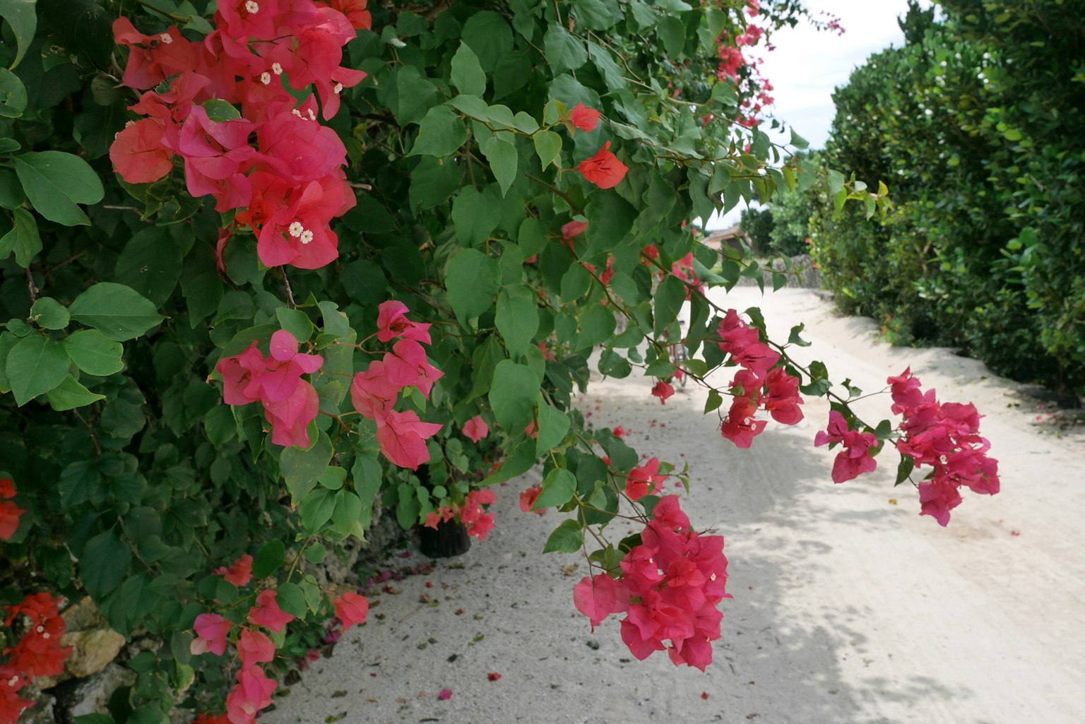 Fiori di bougainvillea rosa vivaci lungo un sentiero sabbioso circondato da vegetazione