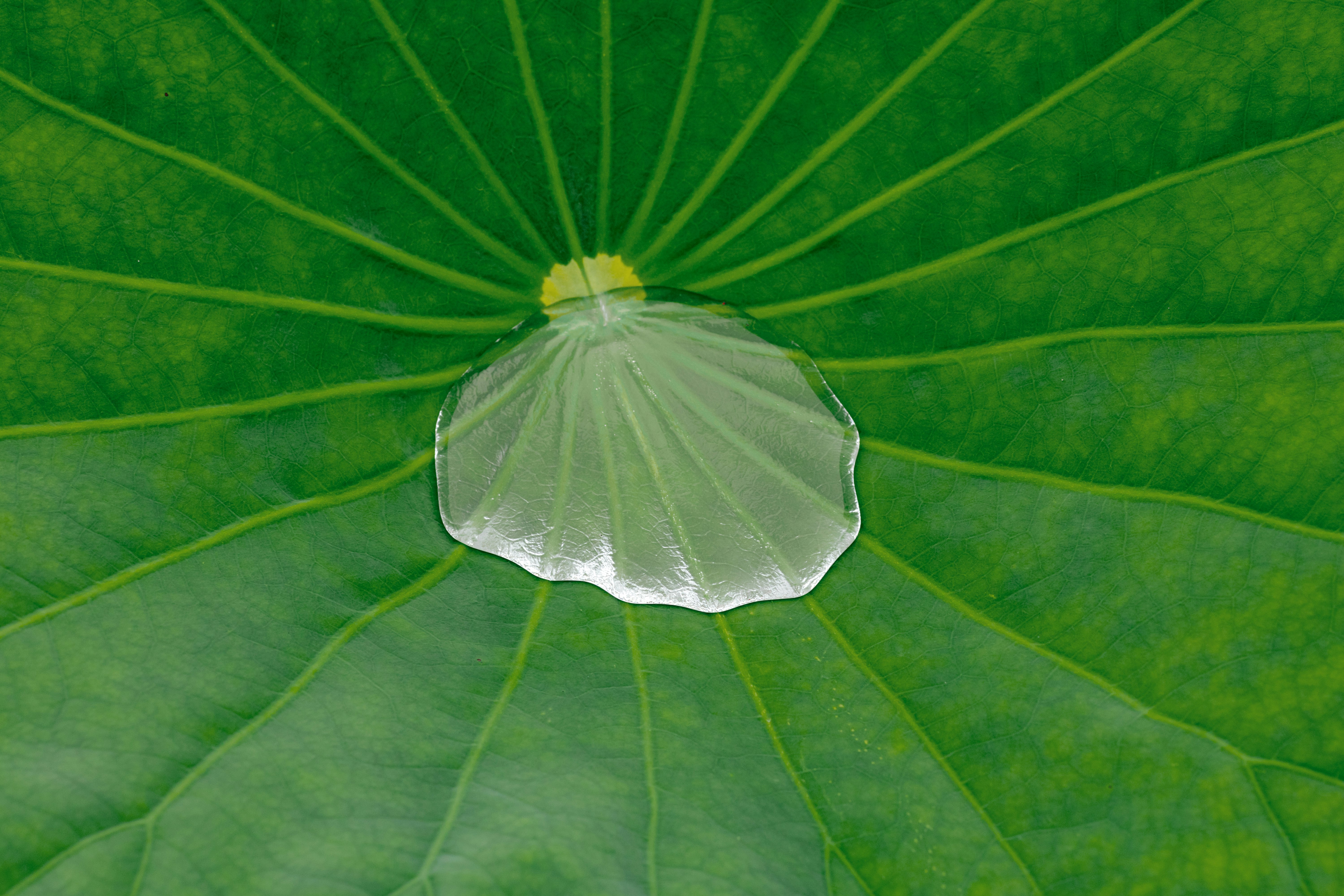 透明雨傘放在大葉子上