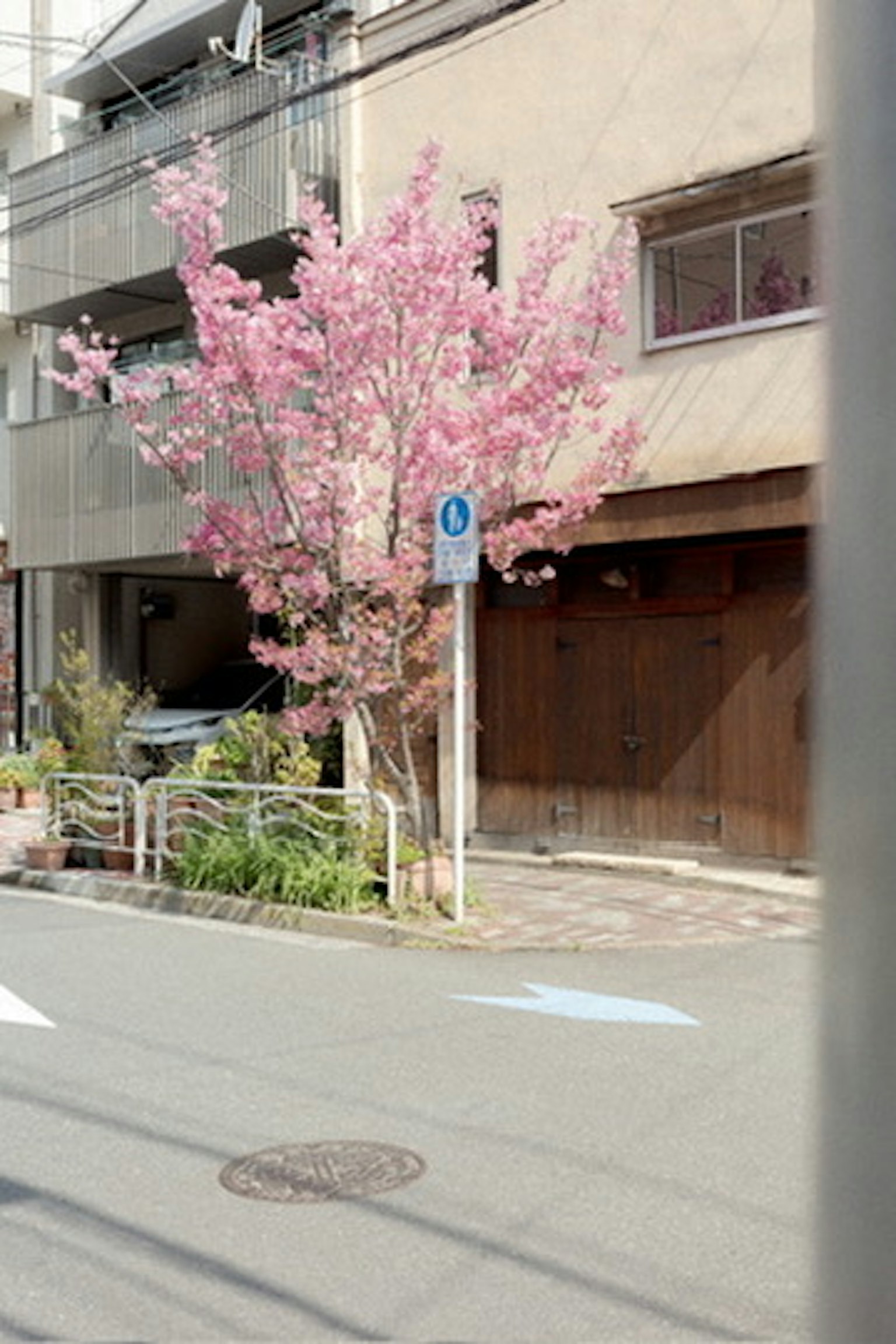 Árbol de cerezo con flores rosas en una zona residencial