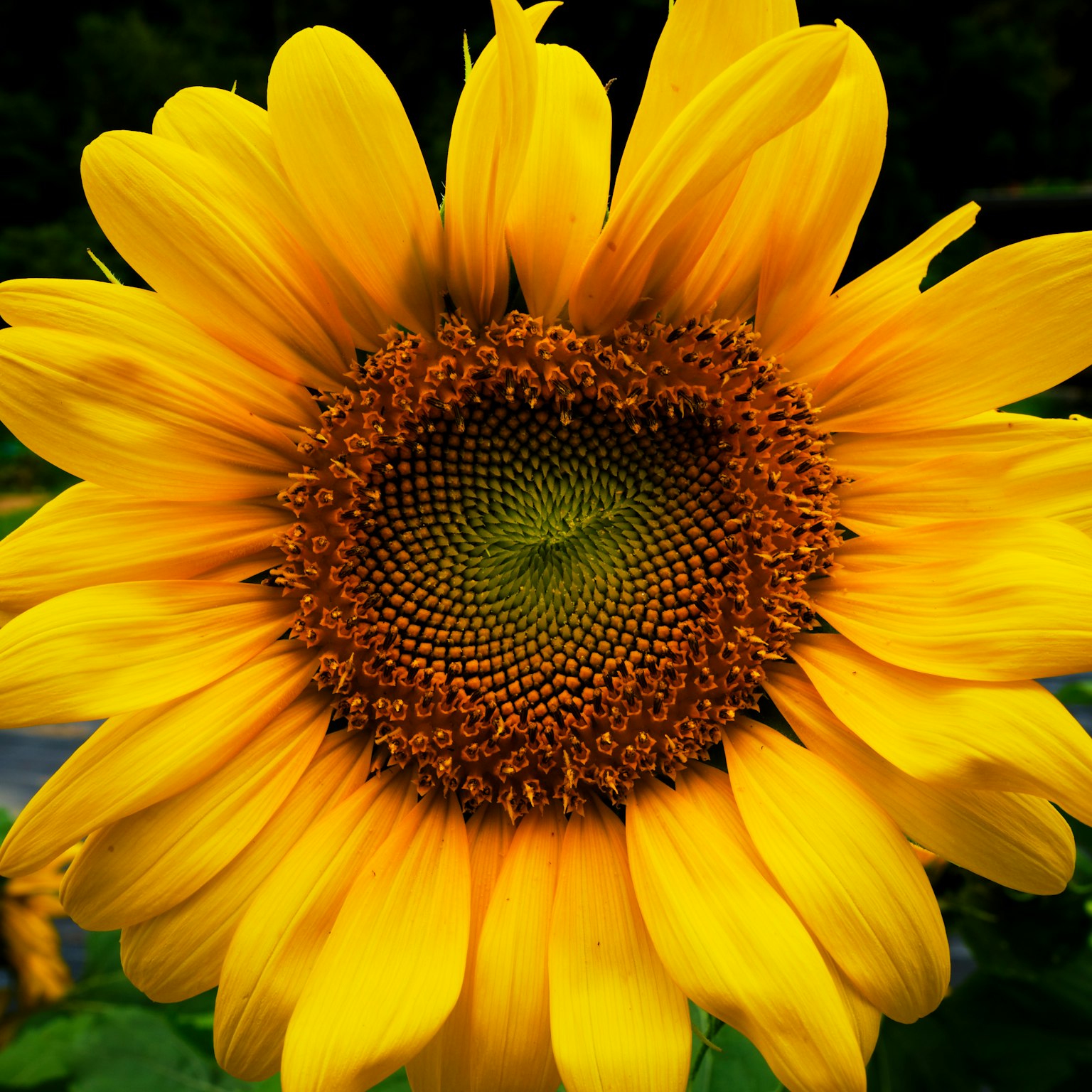 Un girasole giallo brillante con un centro dettagliato