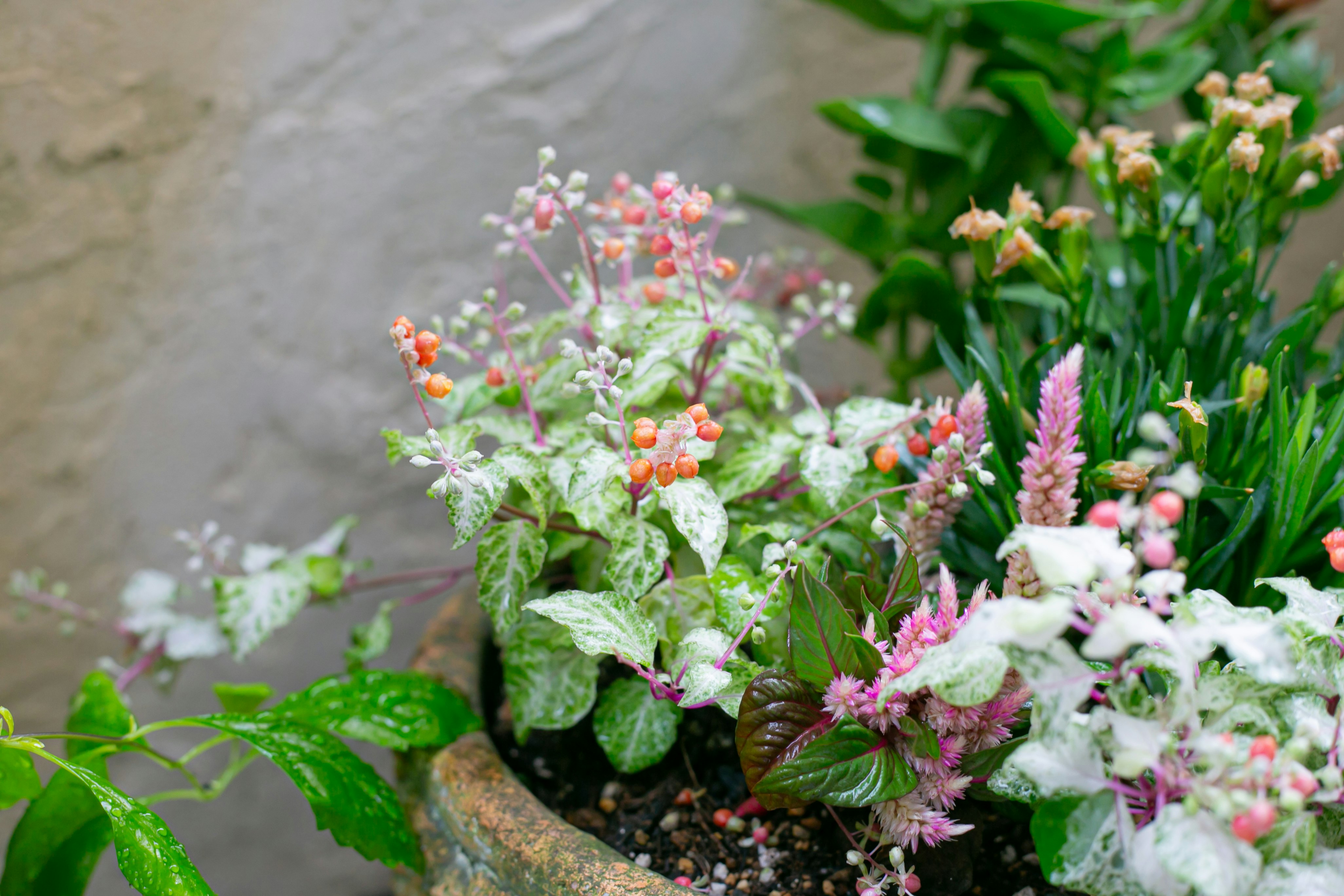 花とハーブの寄せ植えが並ぶ鉢のアップ