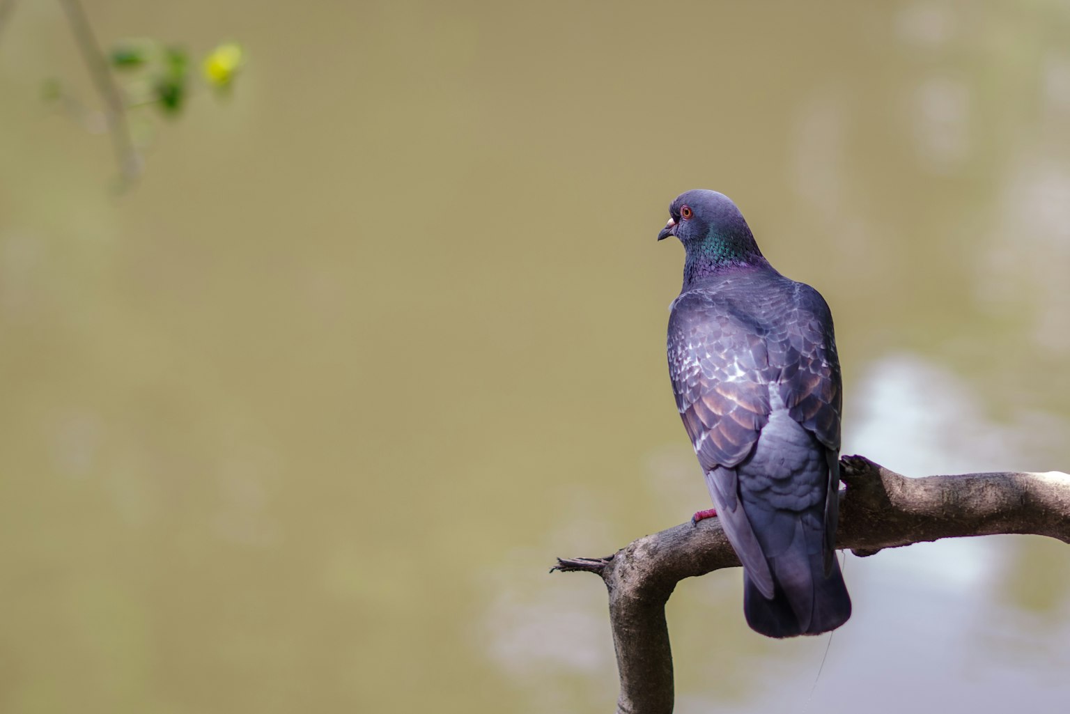 Eine blaue Taube, die am Wasser sitzt