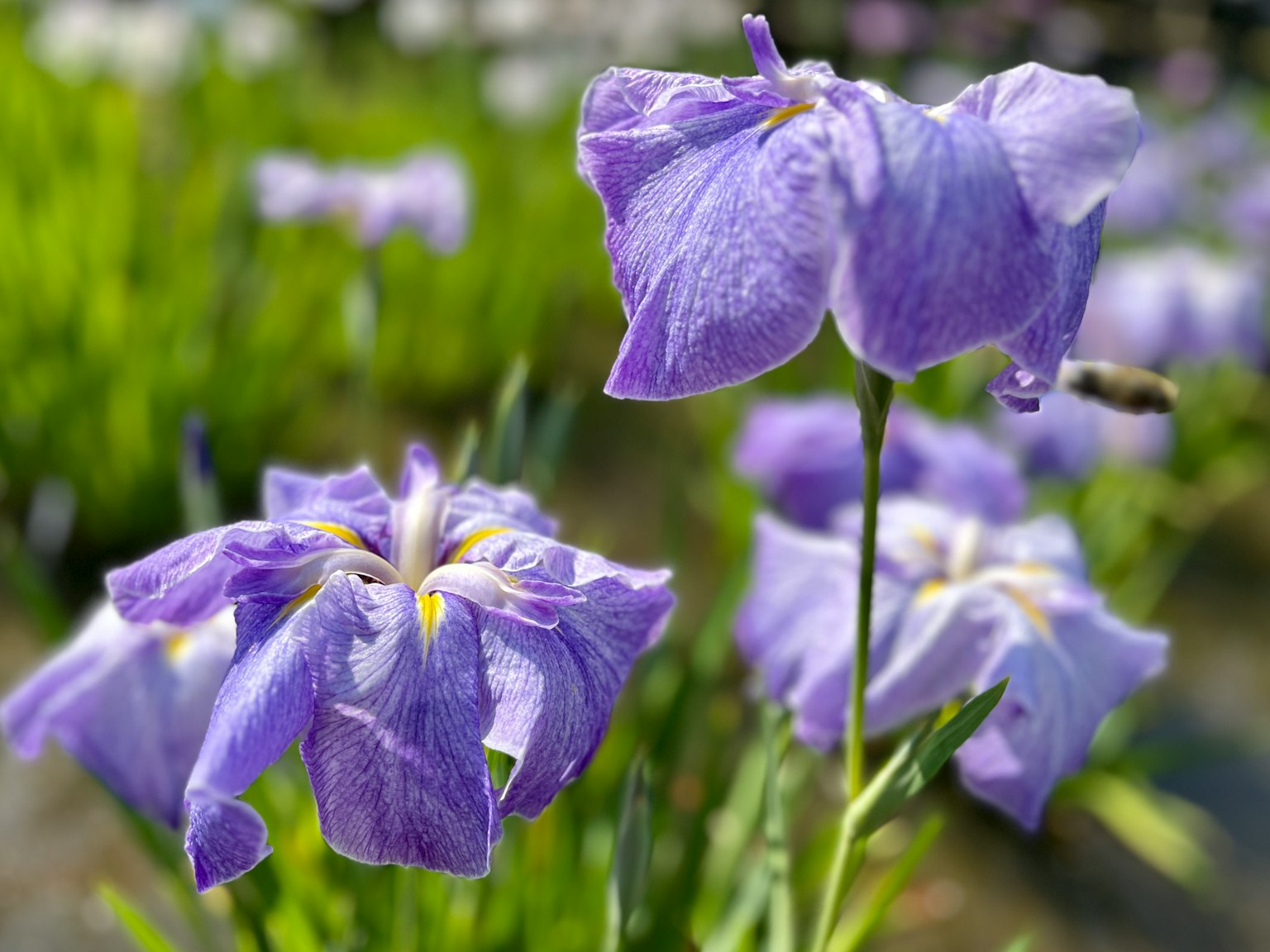 Lila Blumen blühen in einem Garten