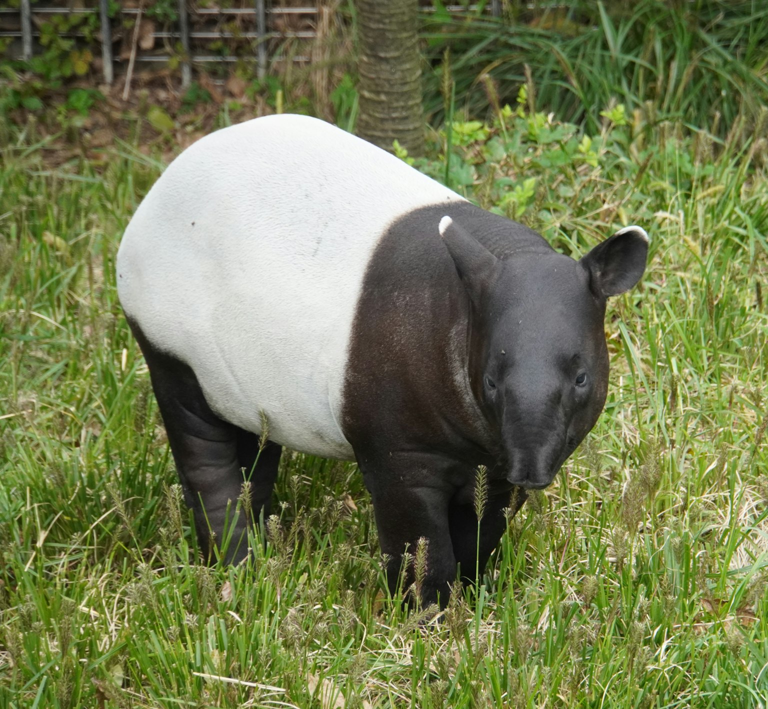 Malayan tapir with black and white body standing in grass