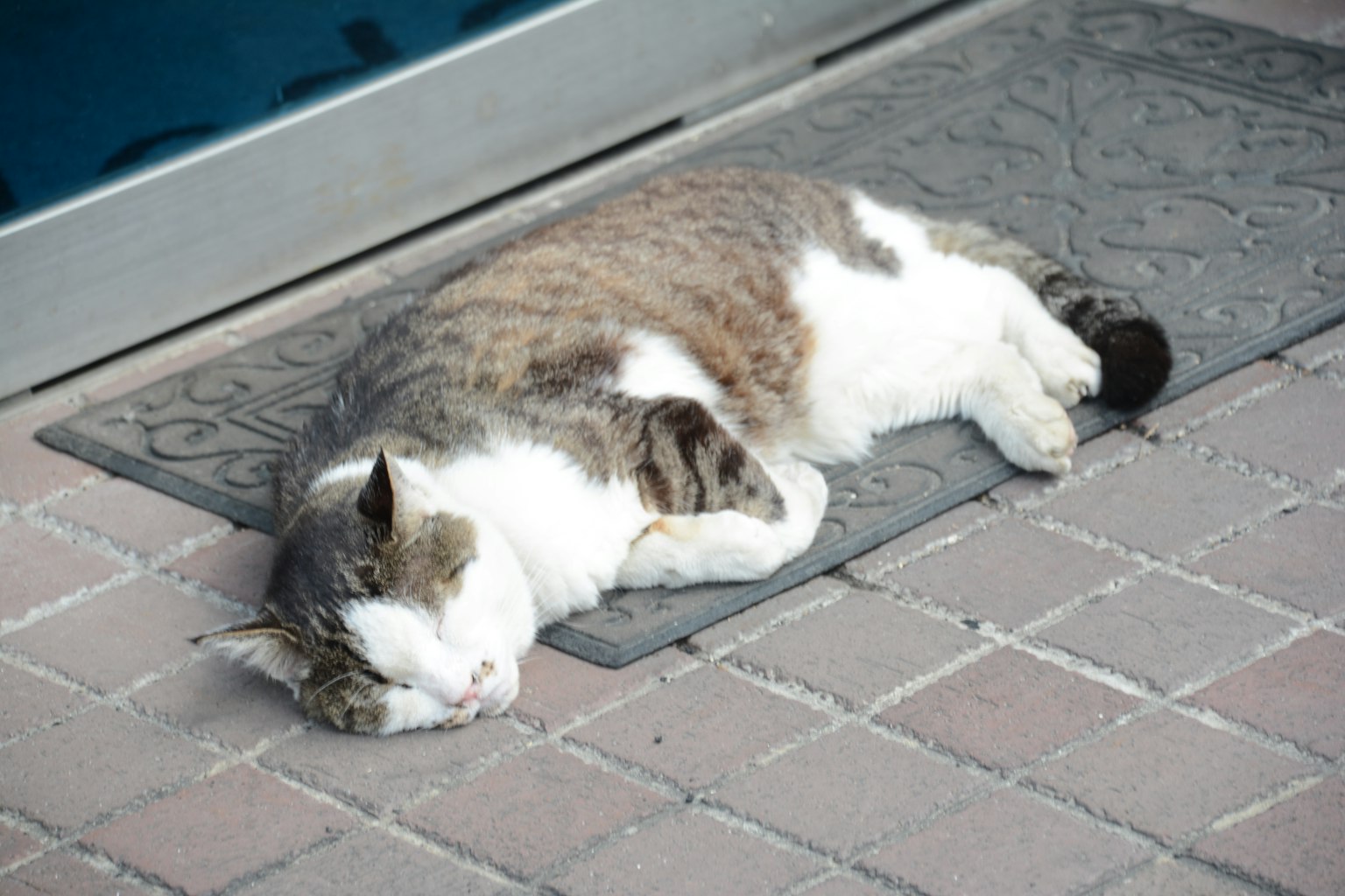 Gatto grigio e bianco che dorme su un tappeto esterno