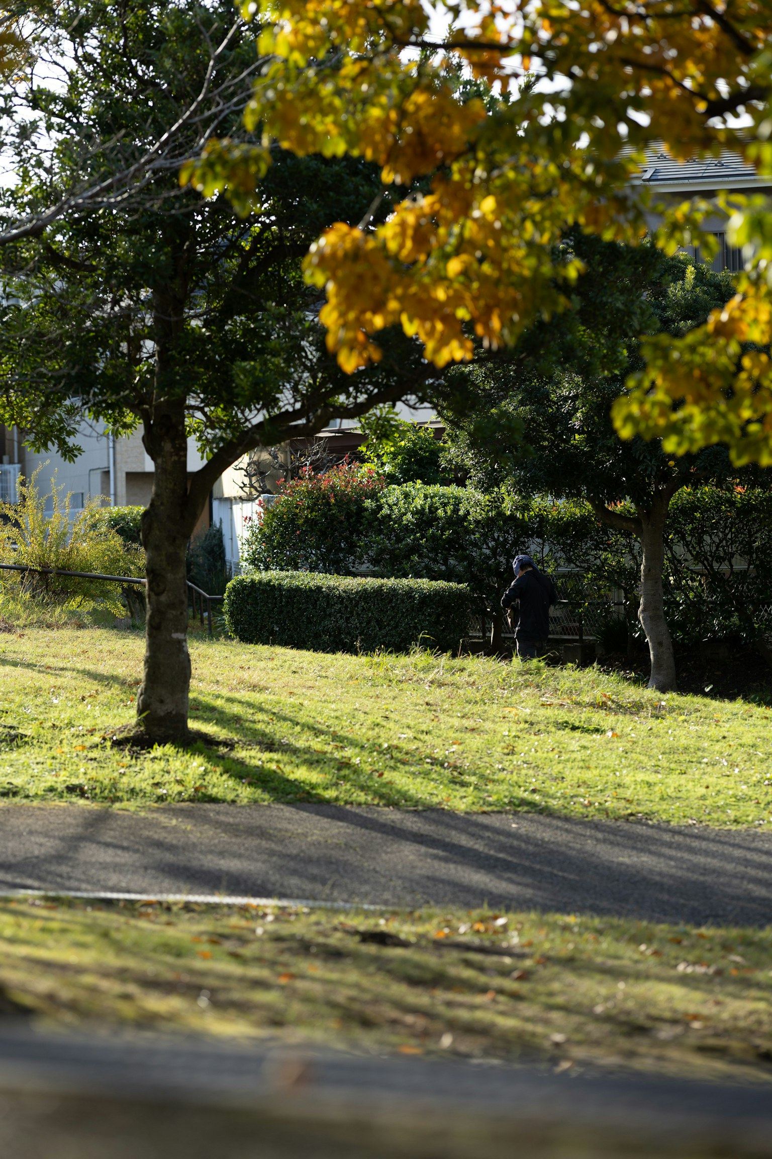 Eine Parkszene mit grünem Gras und Bäumen mit herbstlichen Blättern