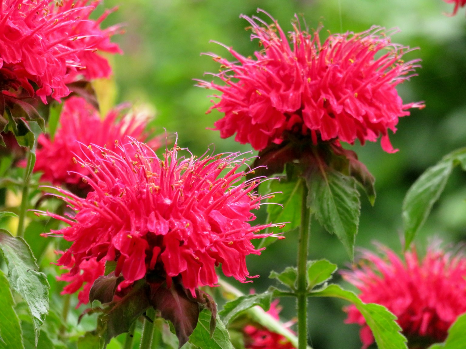 Gros plan de fleurs rouges éclatantes en pleine floraison sur une plante
