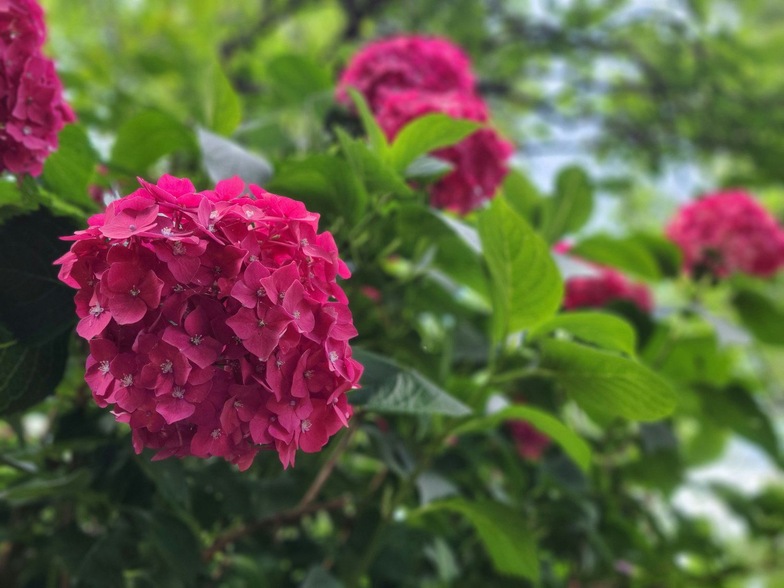 Foto close-up bunga pink cerah mekar di semak hijau
