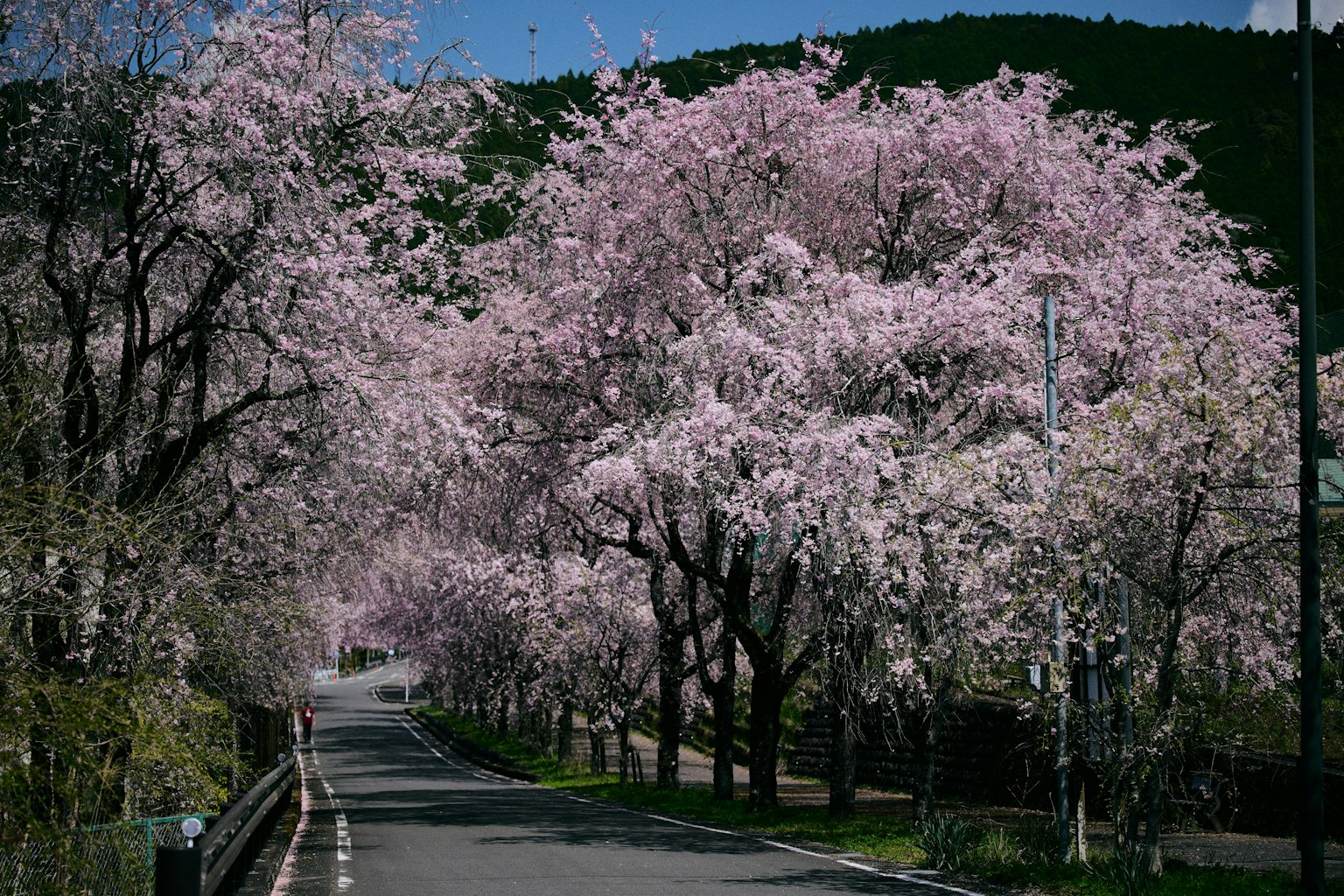 樱花树成行的道路风景