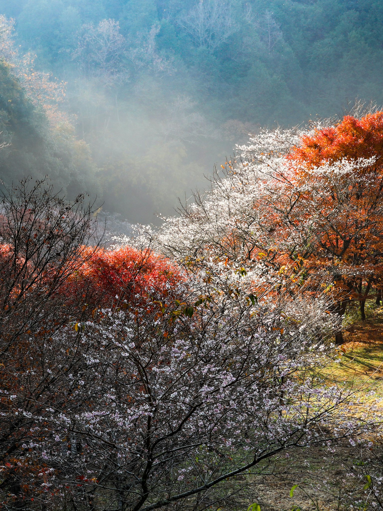 Paysage de printemps avec cerisiers en fleurs et feuillage d'automne cerisiers en fleurs dans la brume