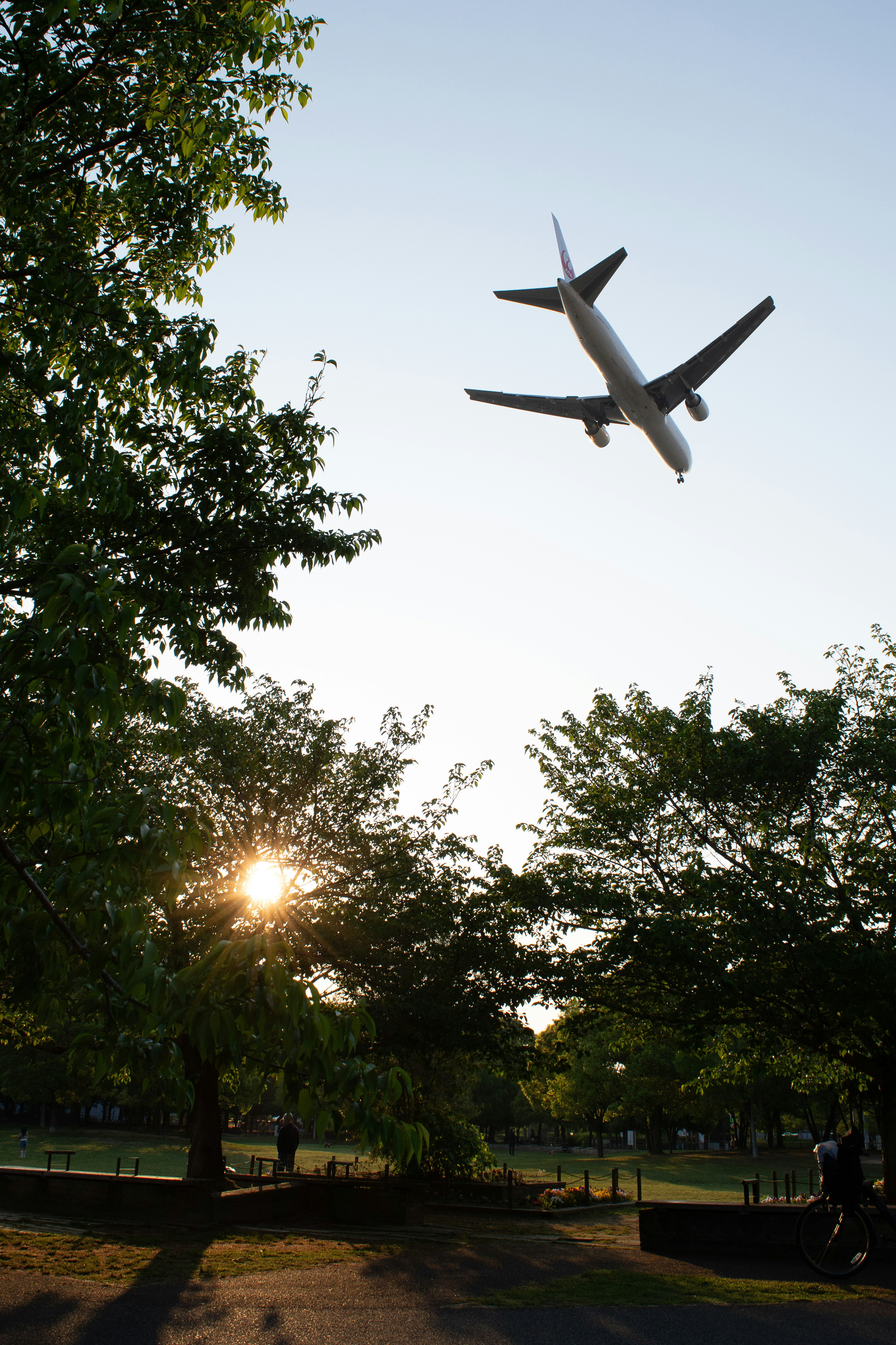 新緑の公園で夕日に向かって飛ぶ飛行機と桜の木々のある風景