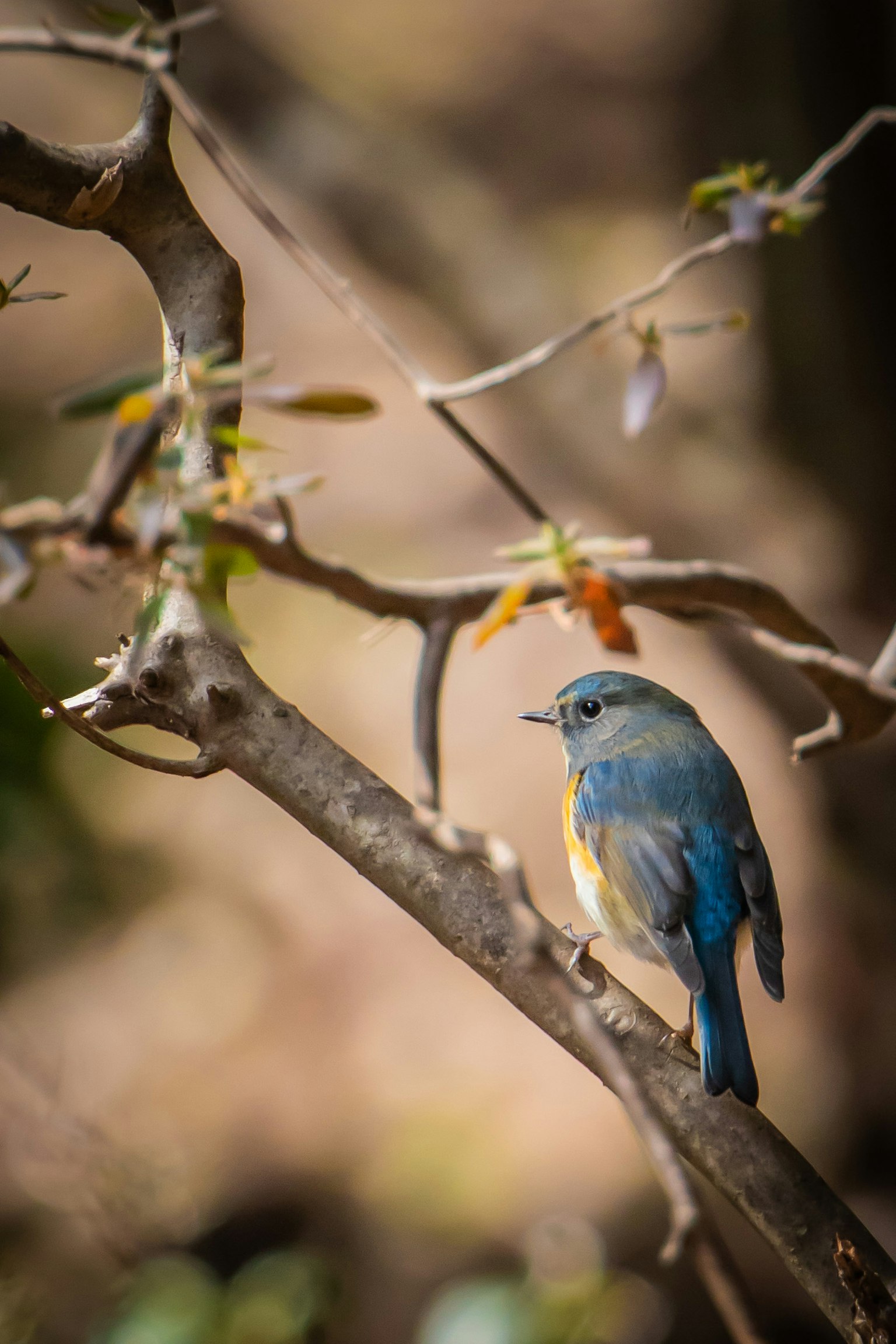 Un uccello blu appollaiato su un ramo con luce morbida sullo sfondo che evidenzia la bellezza naturale