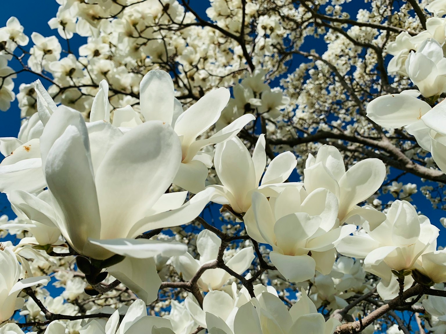 White magnolia flowers blooming against a blue sky