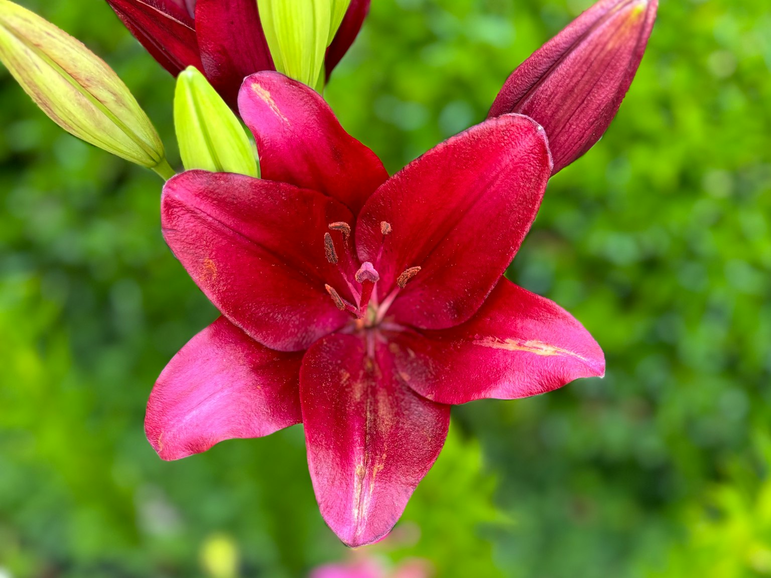 鲜艳的红色百合花在绿色背景下