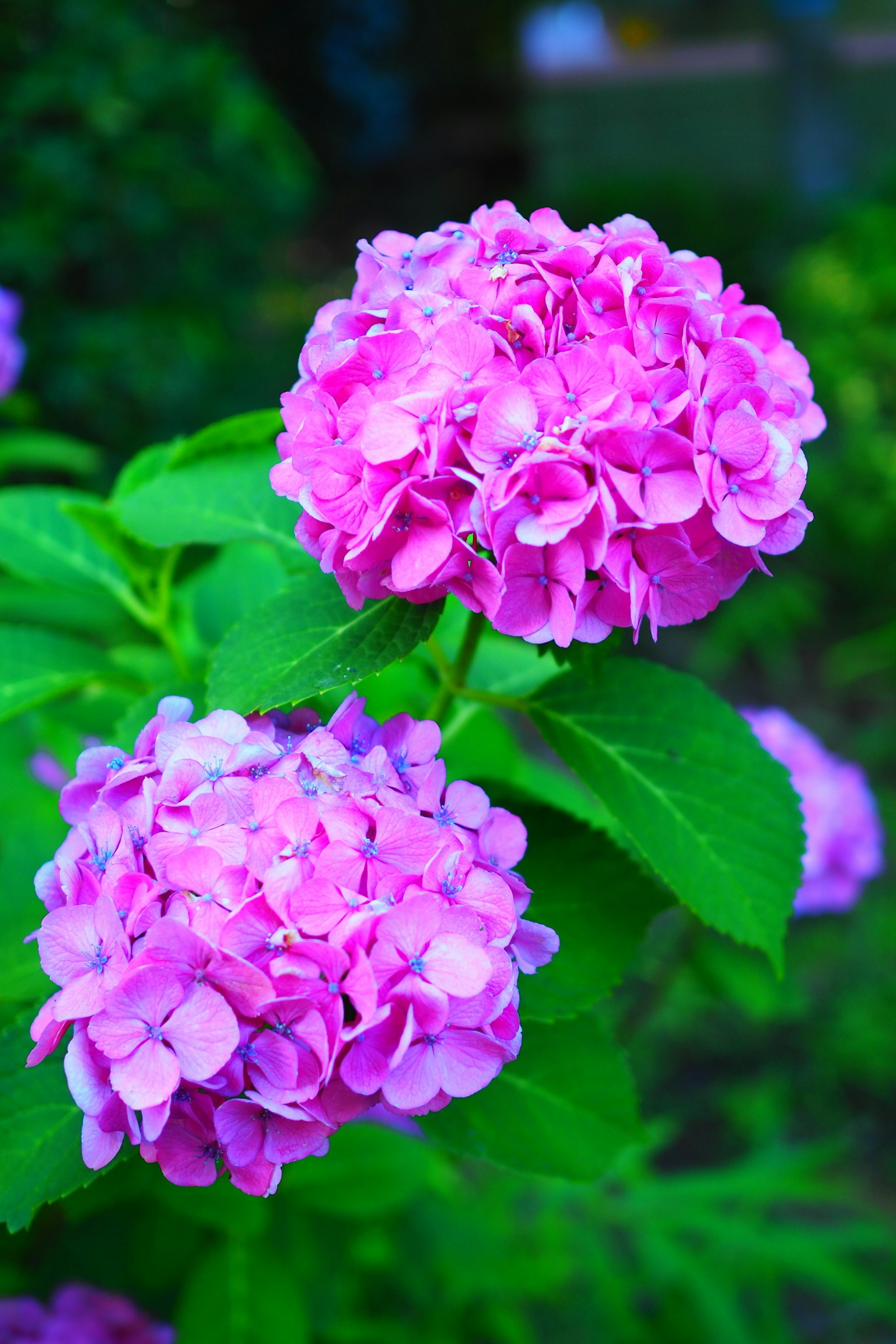 Pink hydrangea flowers blooming among green leaves