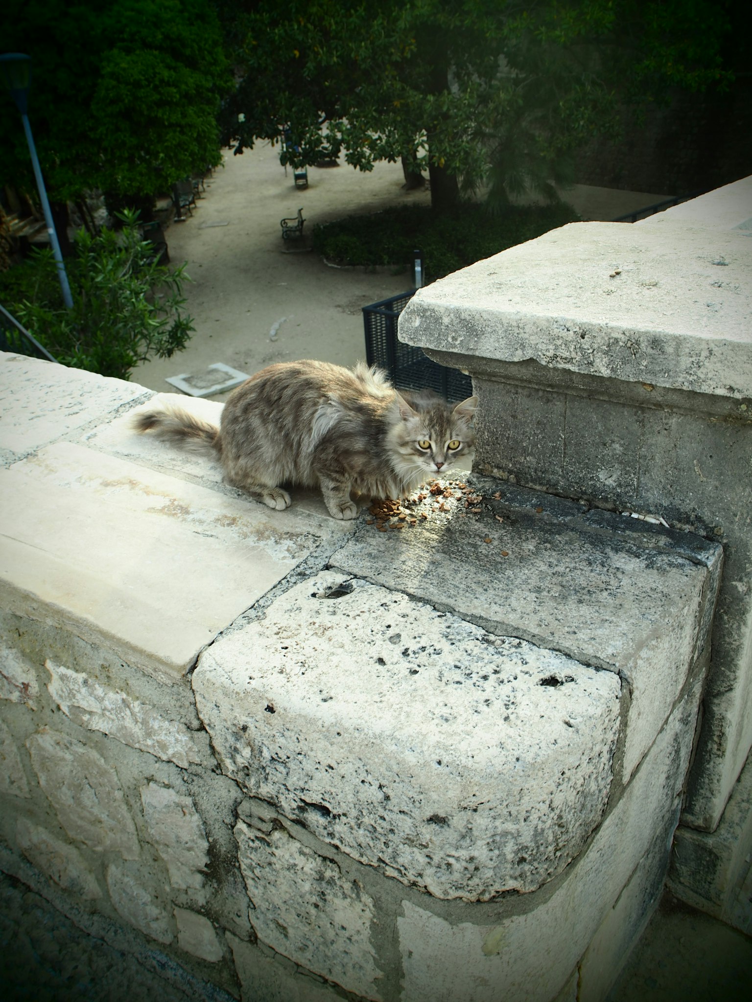 Gatto che mangia cibo su un muro di pietra