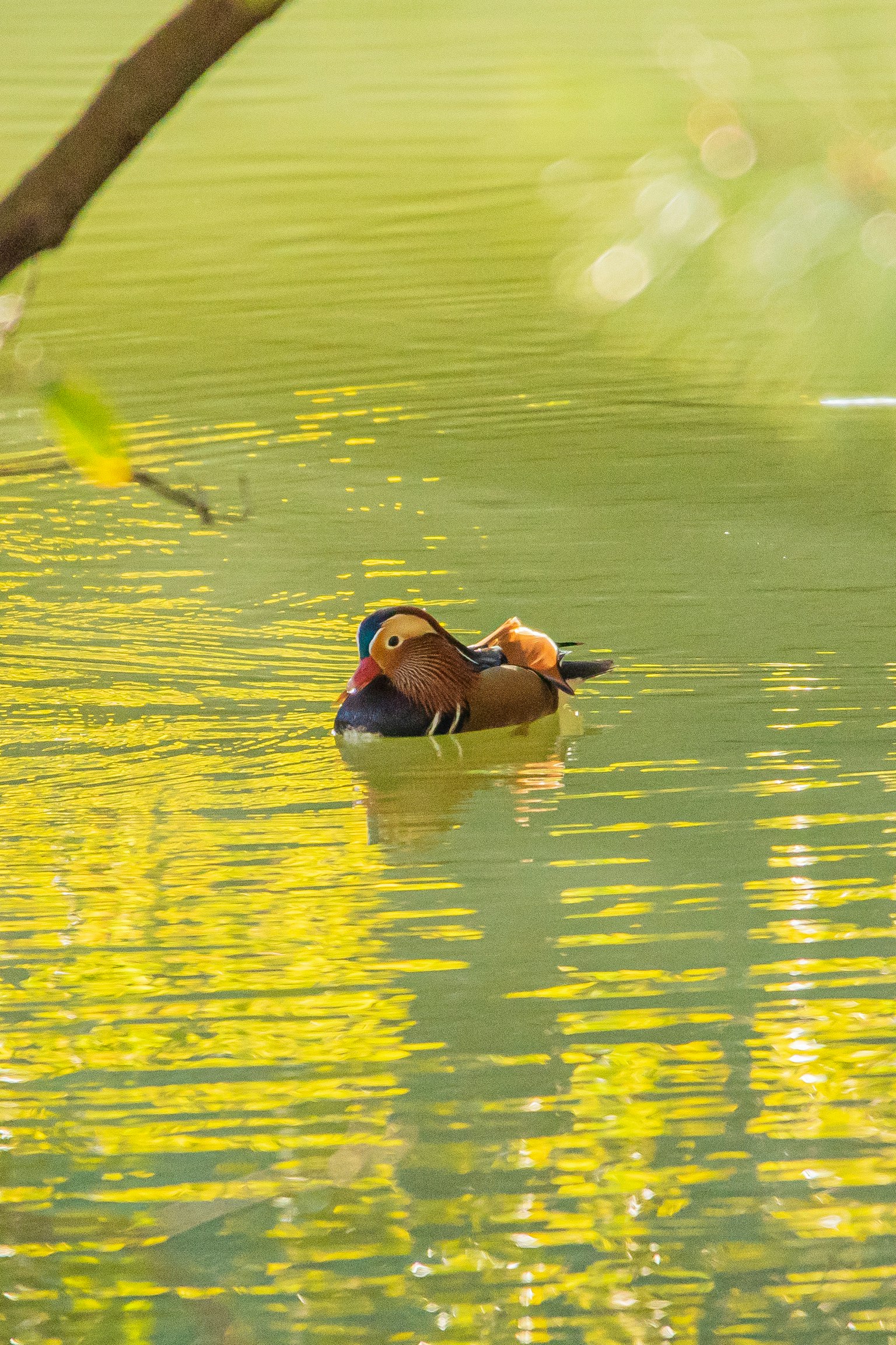 A male mandarin duck floating on the water with a green background