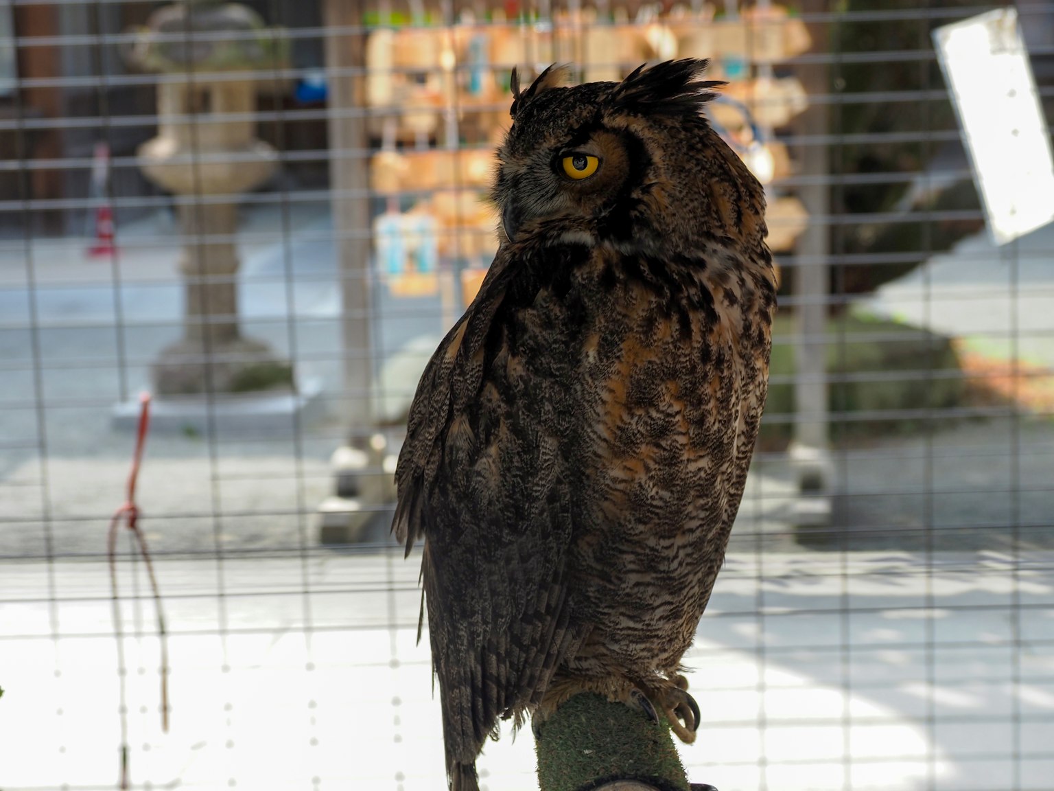 Un hibou perché sur une branche à l'intérieur d'une cage